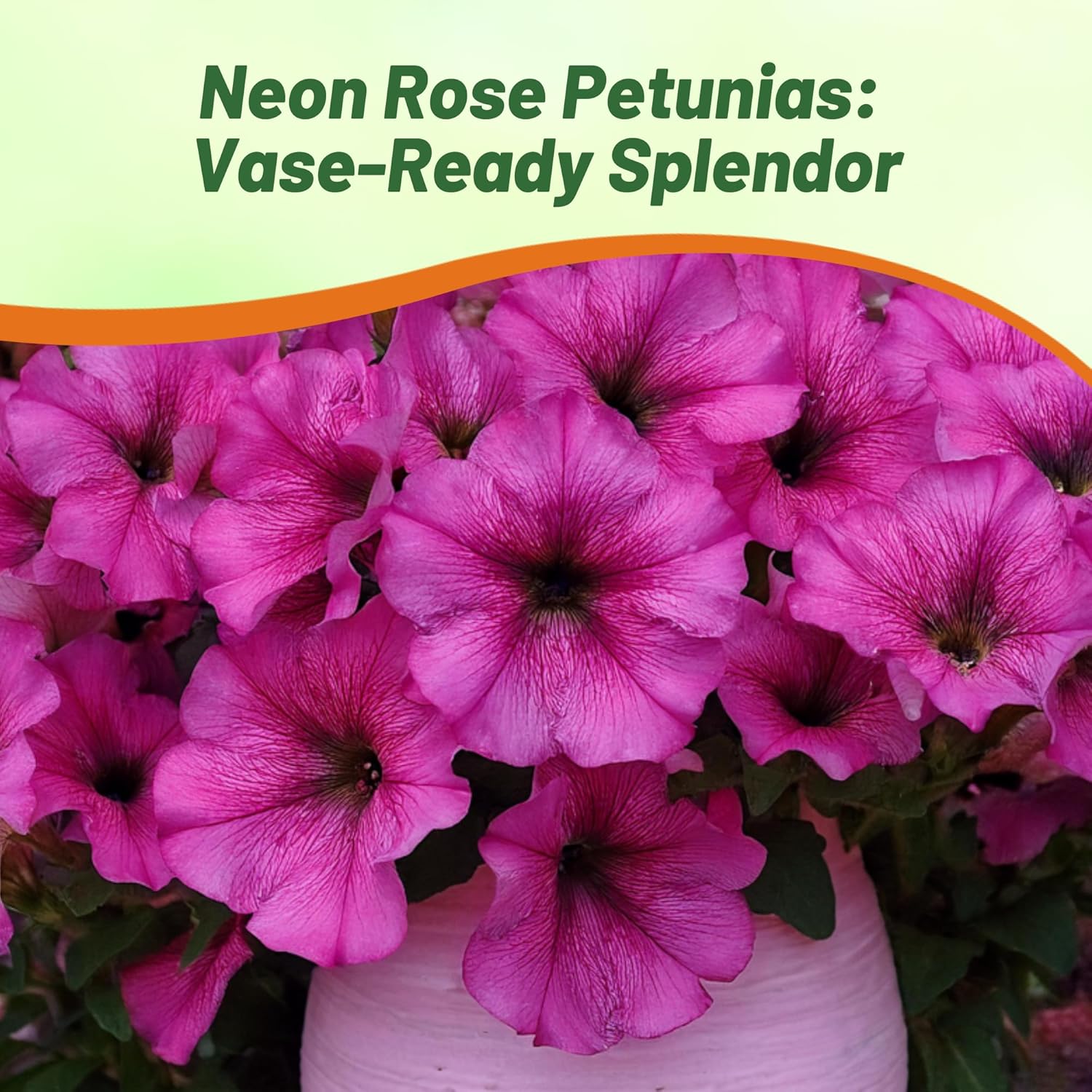 Easy Wave Neon Rose Petunia Flowers