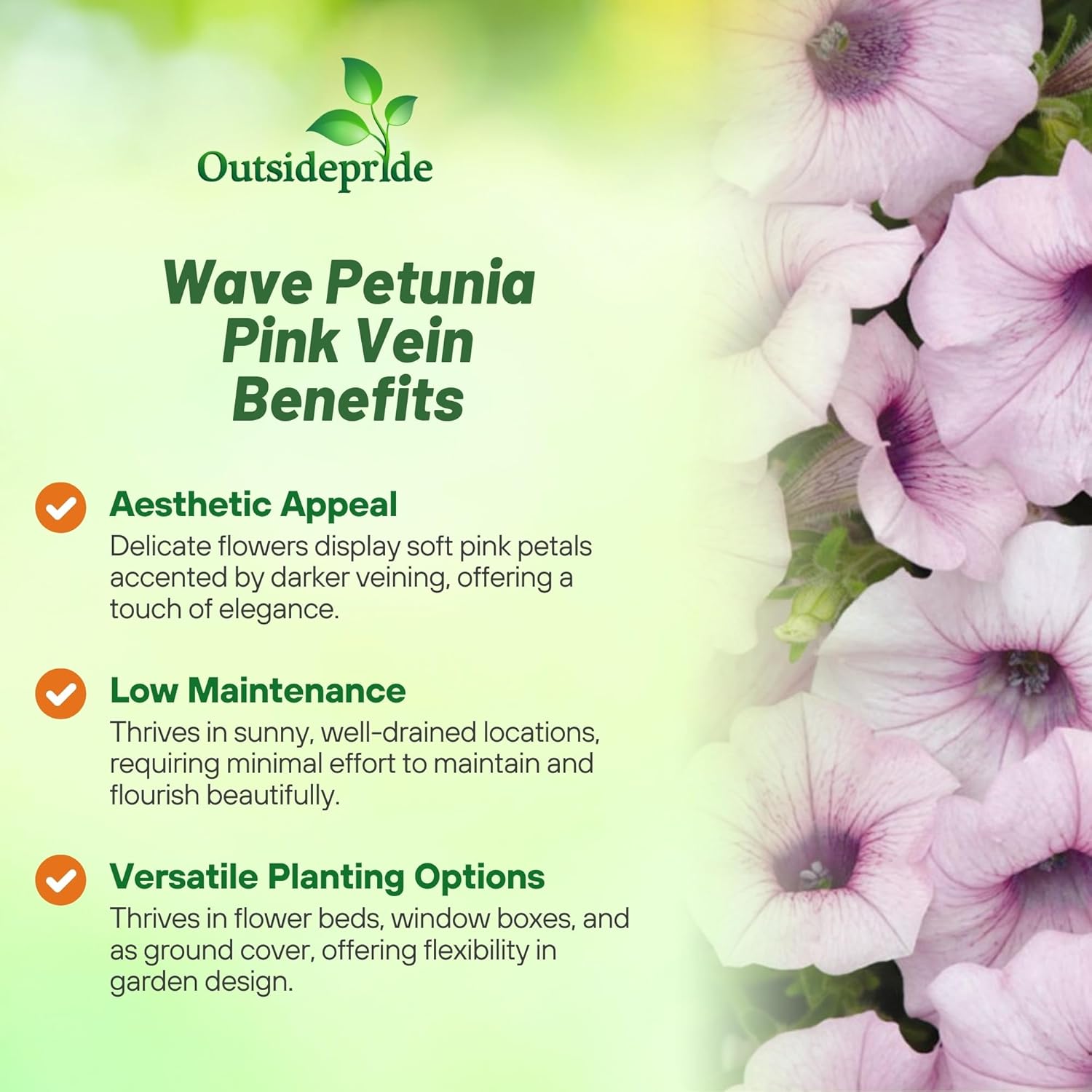 Wave Pink Vein Petunia Flower Seed