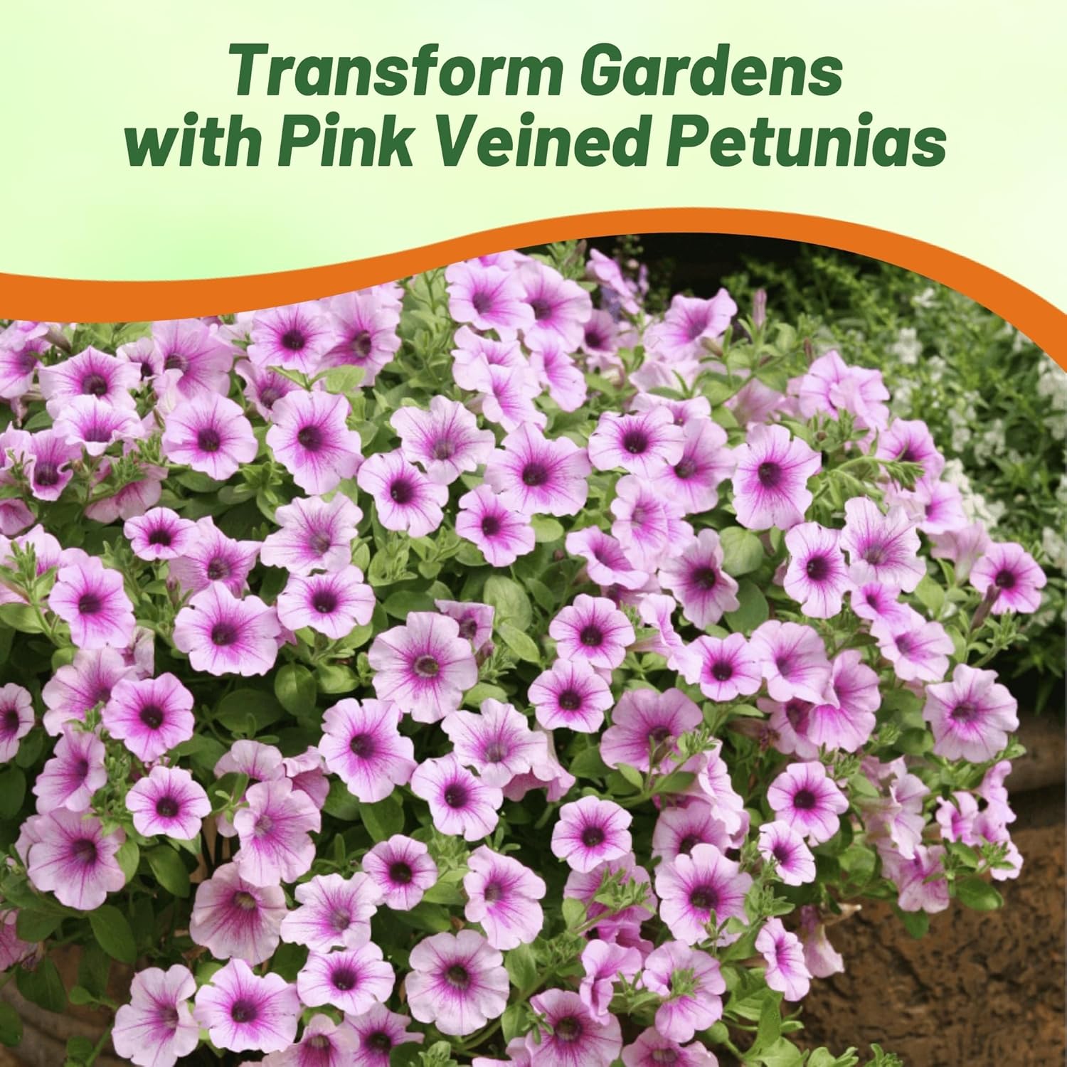 Shock Wave Pink Vein Petunia Flower Garden