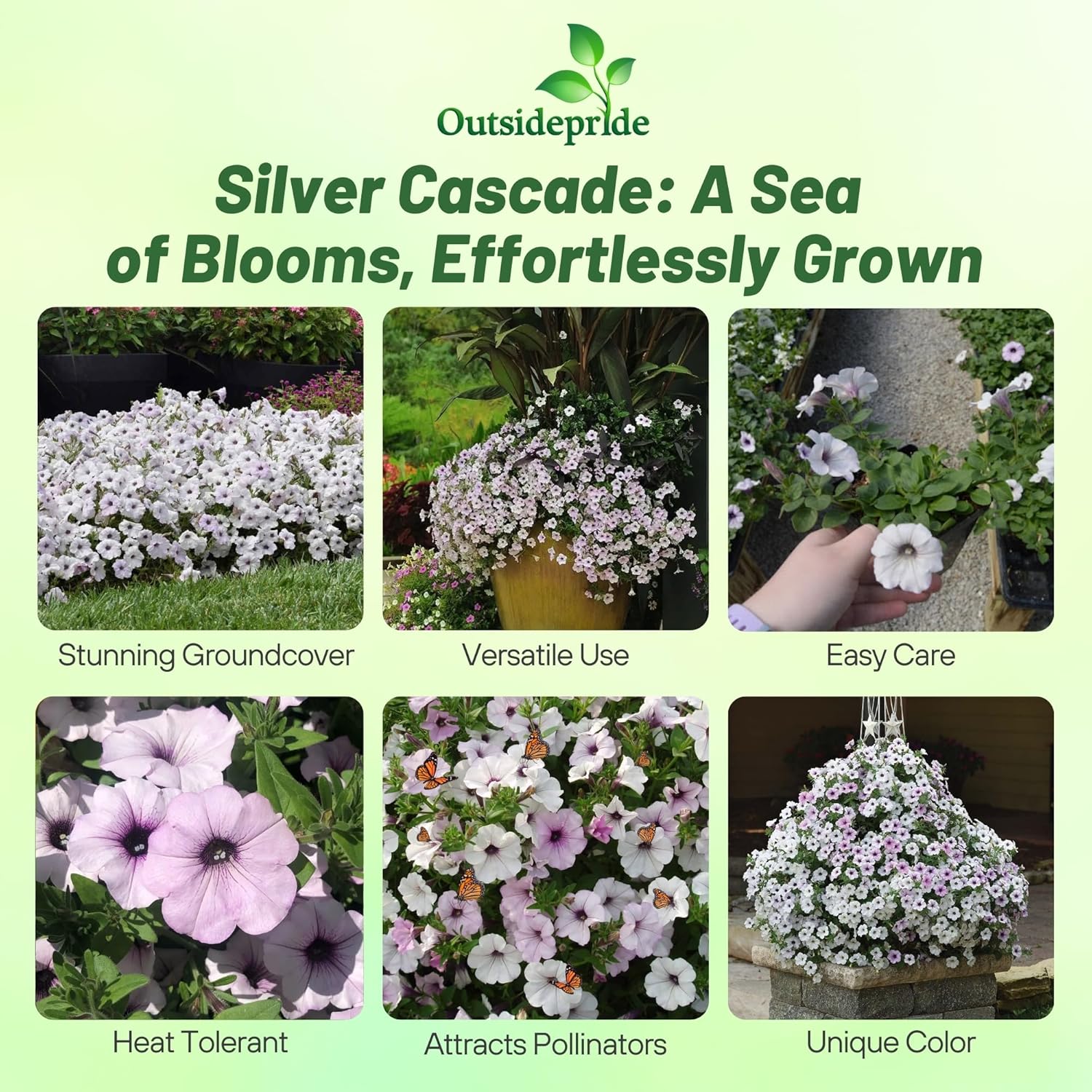 Easy Wave Silver Petunia Seeds