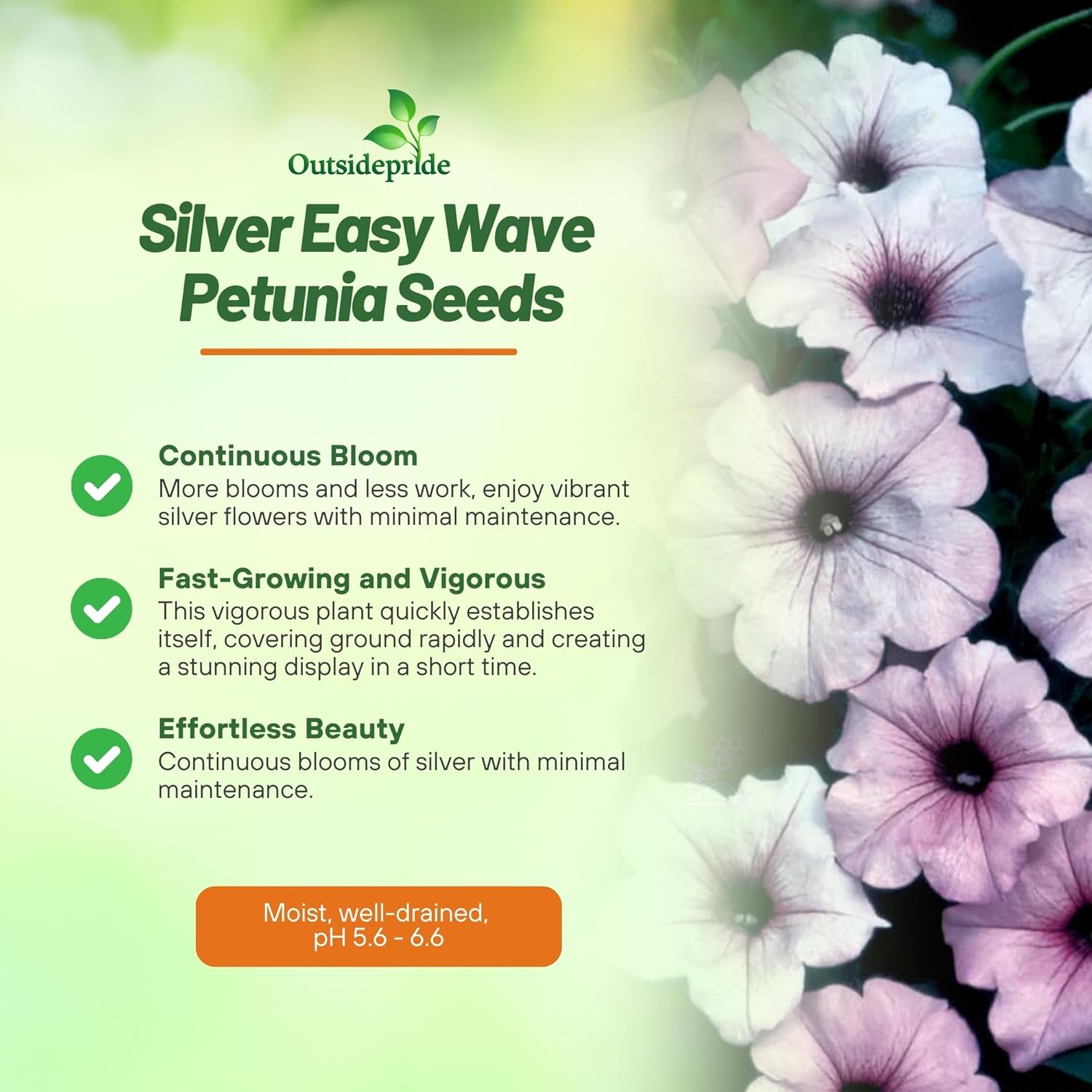 Easy Wave Silver Petunia Container Plants