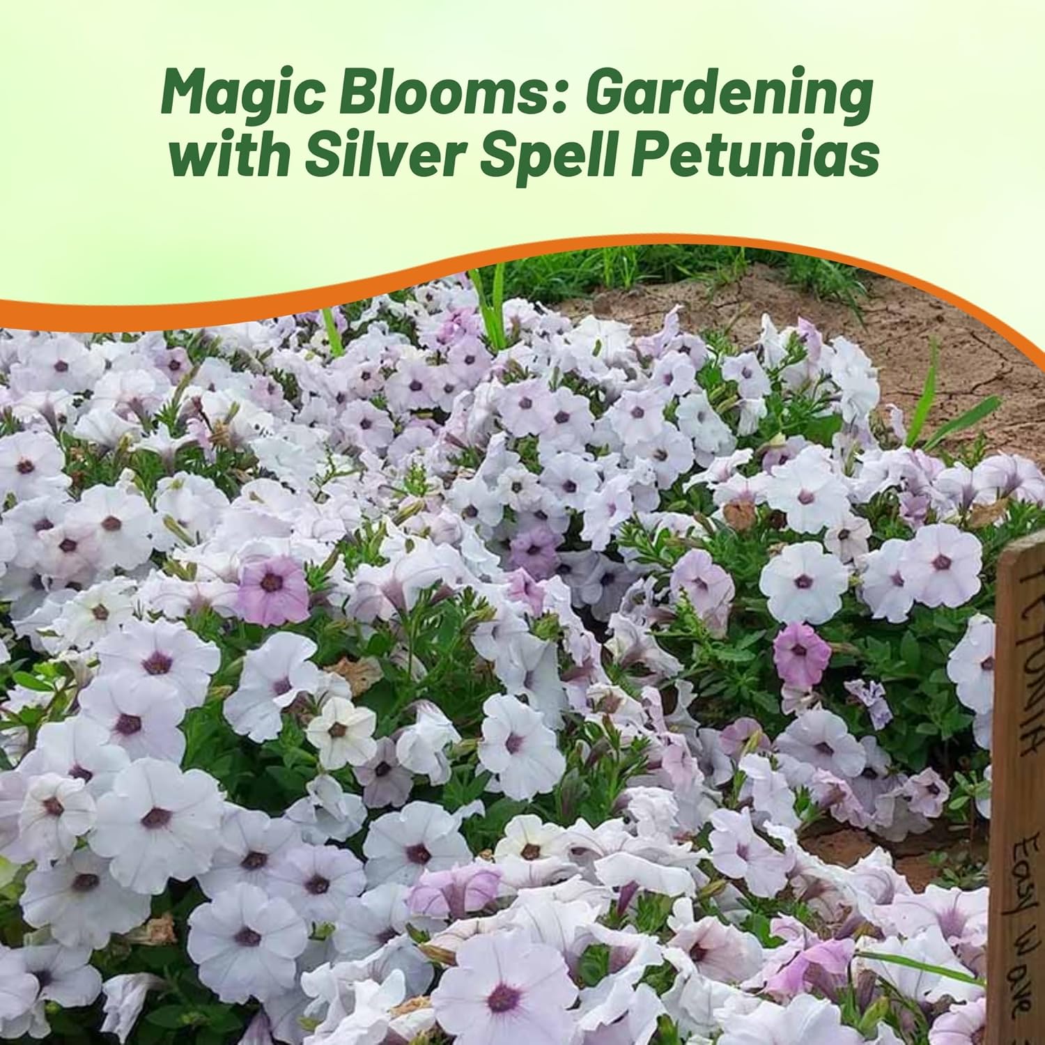 Easy Wave Silver Petunia Flower Garden