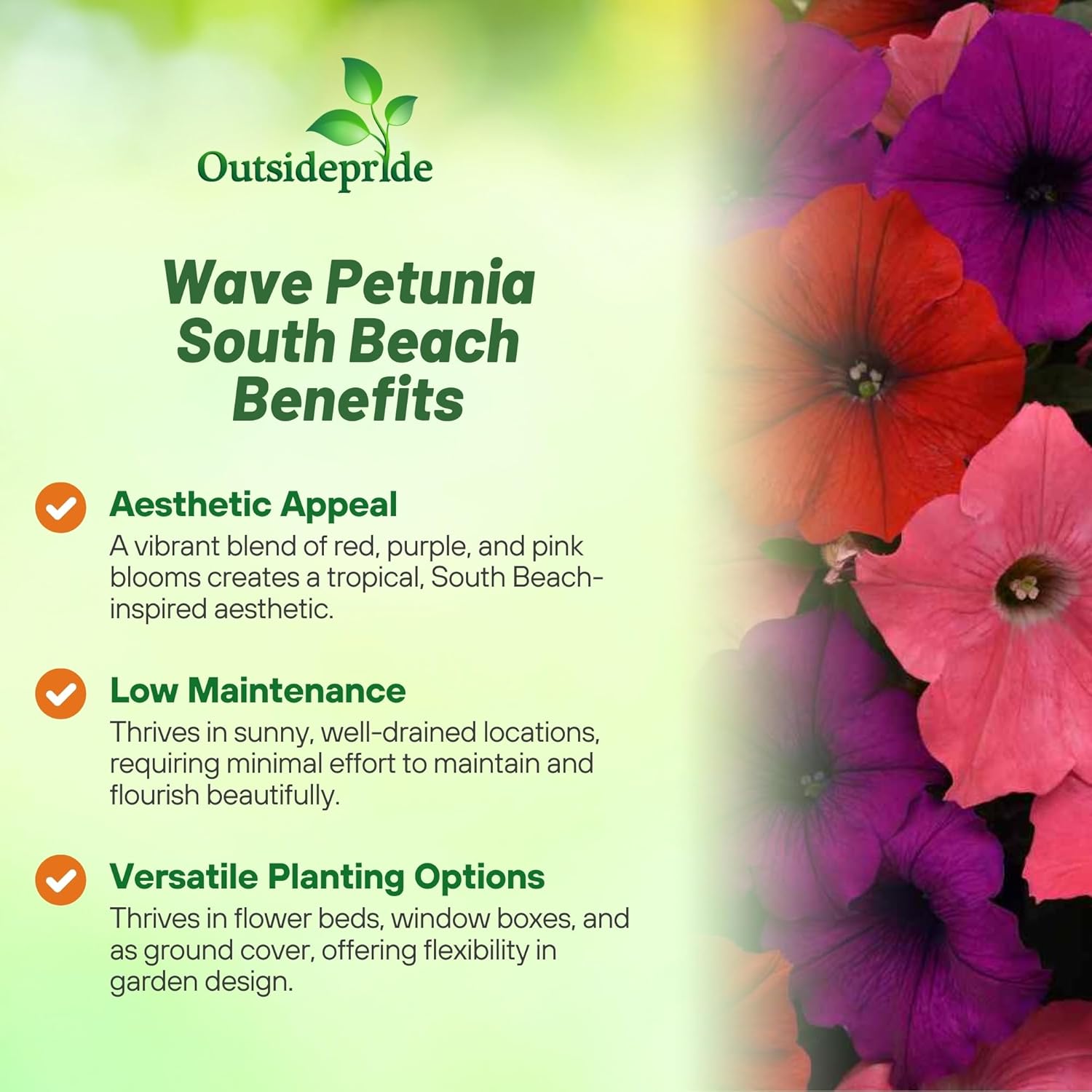 Easy Wave South Beach Petunia Spreading Flowers