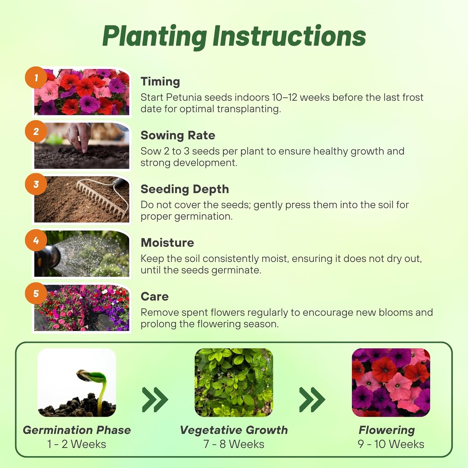 Easy Wave South Beach Petunia Planting Directions