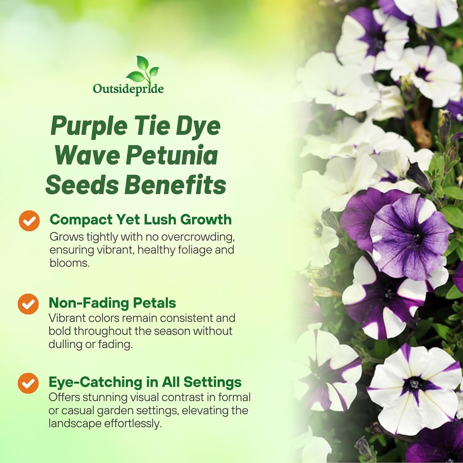 Purple Tie Dye Petunia Flower Seed