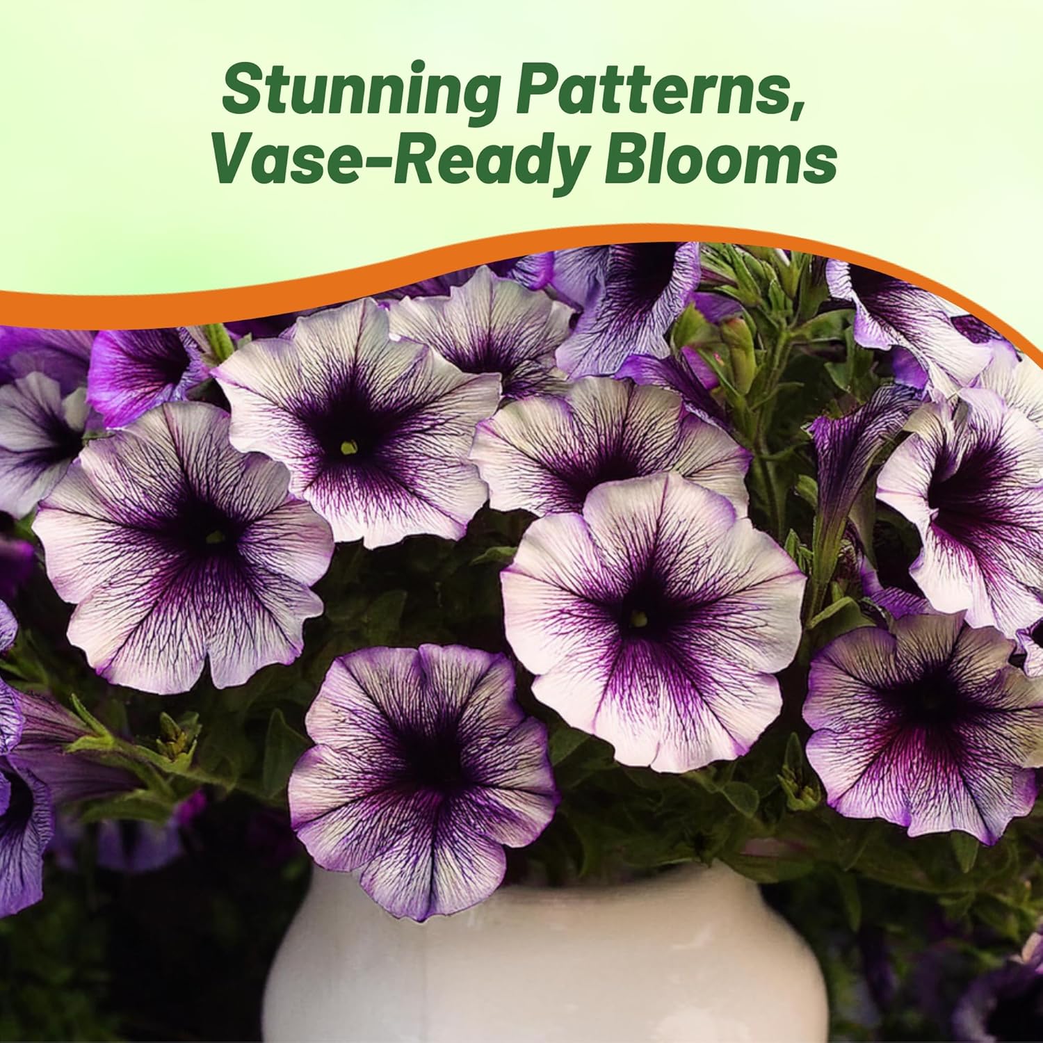 Shock Wave Purple Tie Dye Petunia Flowers