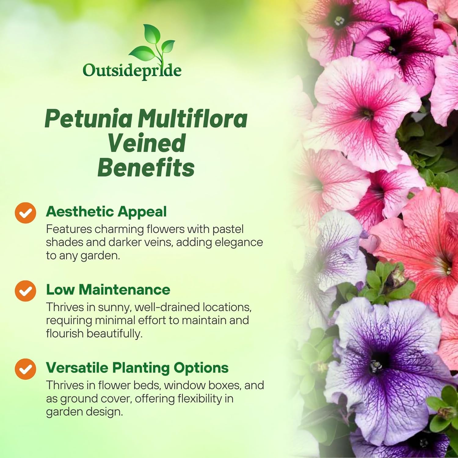 Petunia Veined Flower Seed Mix