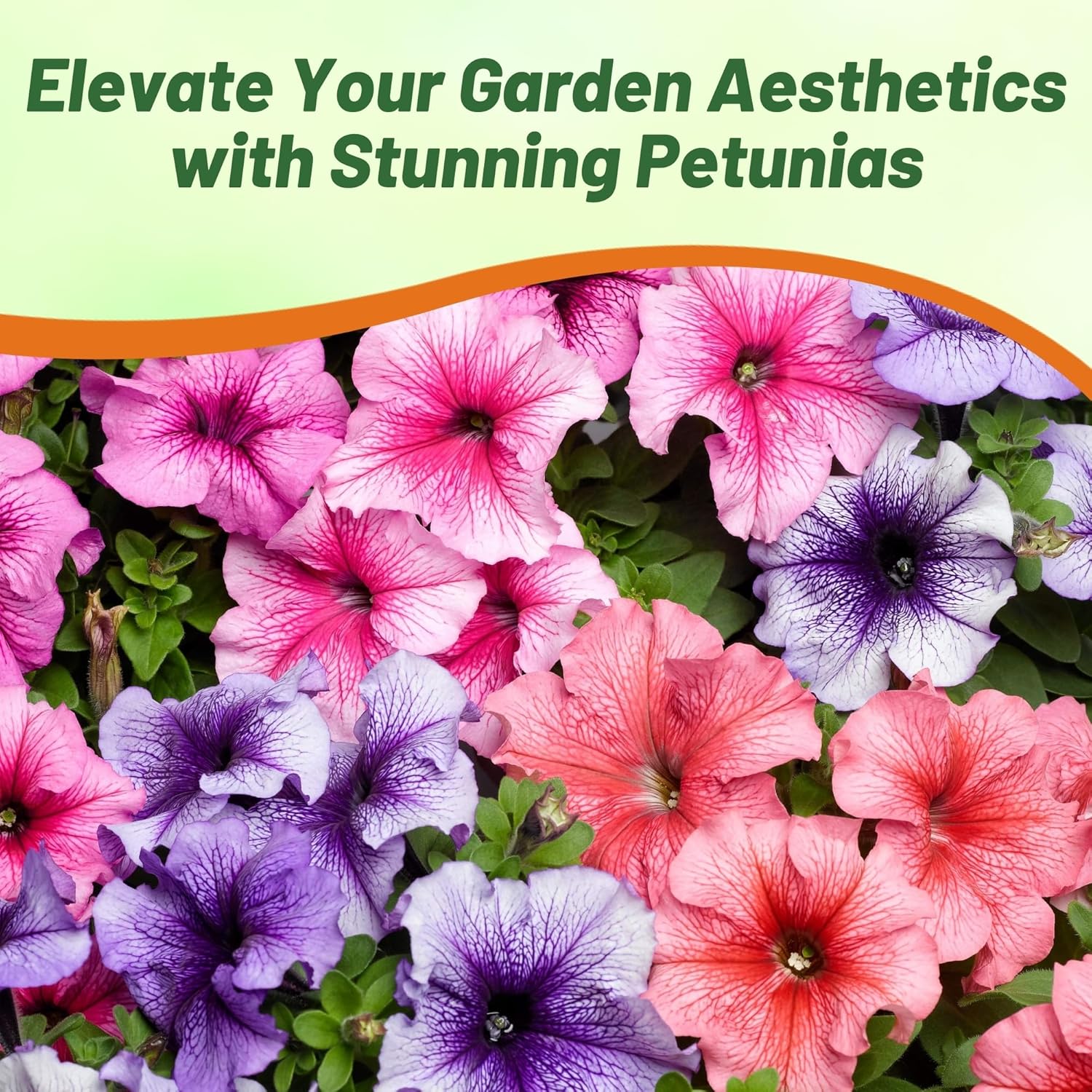 Petunia Multiflora Veined Flower Seed Mixture