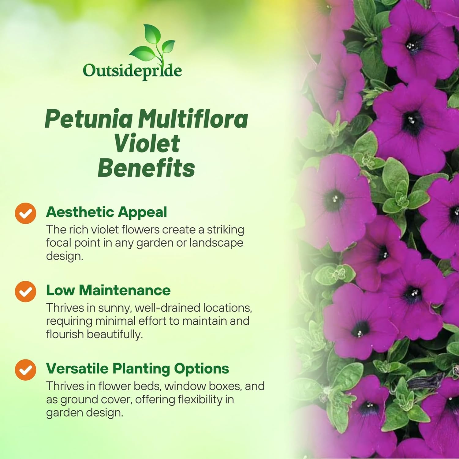 Petunia Multiflora Violet Container Flowers