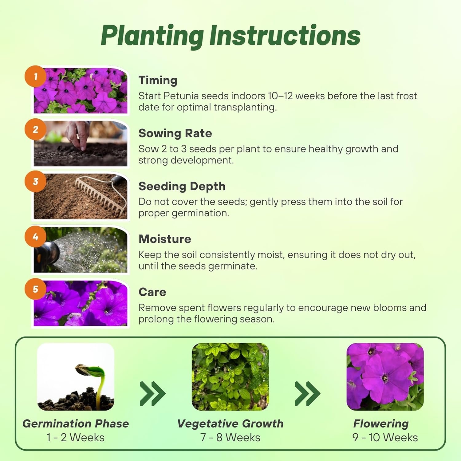 Petunia Multiflora Violet Planting Directions