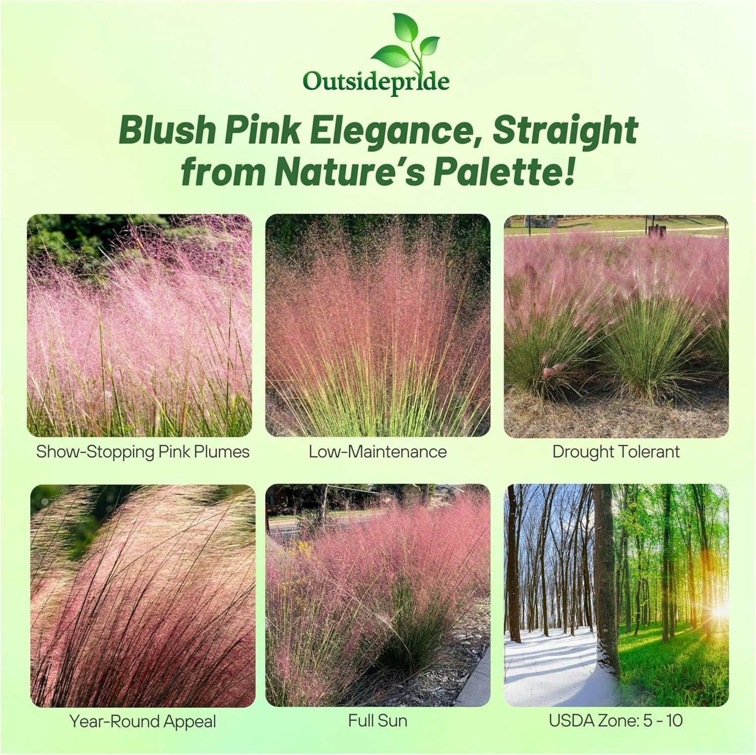 Pink Muhly Landscaping Grass