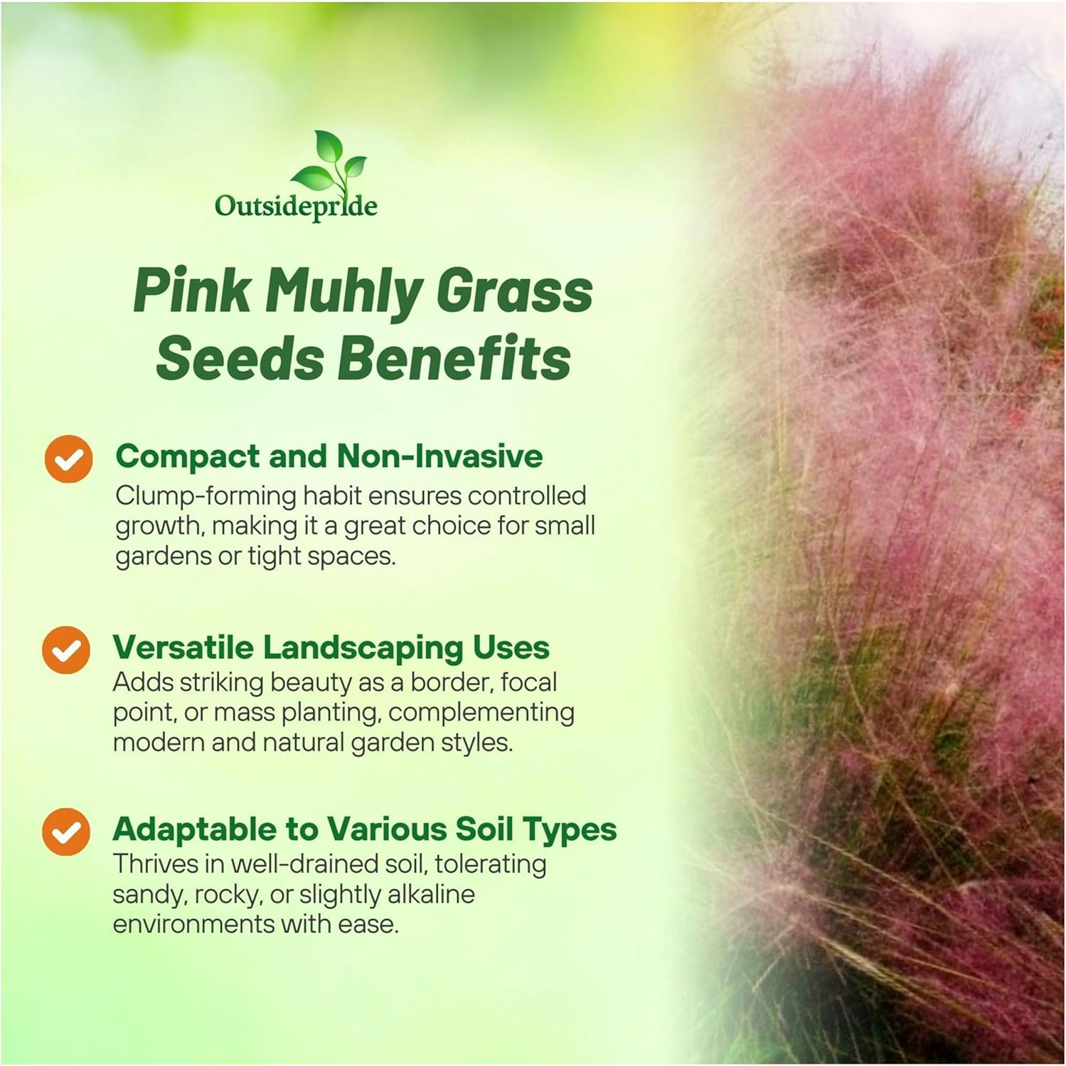 Pink Muhly Decorative Grass