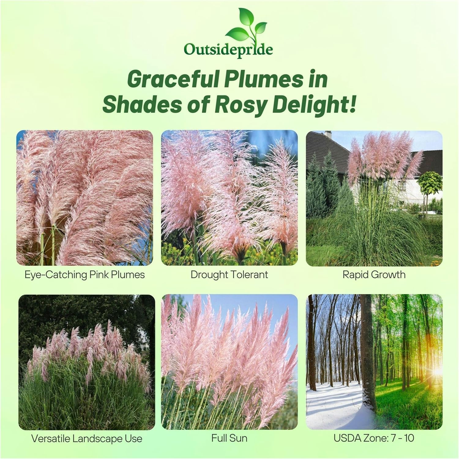 Pink Pampas Grass