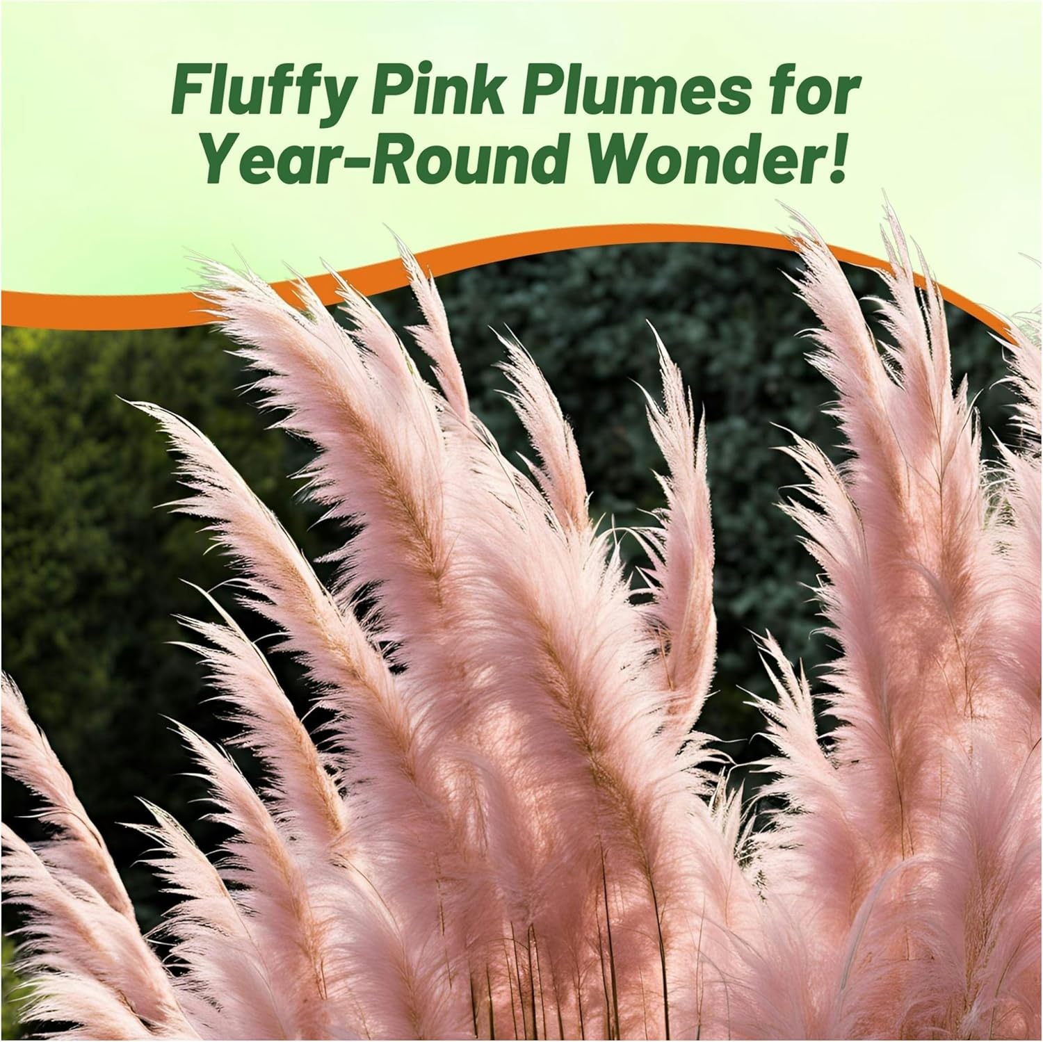 Pink Pampas Ornamental Grass Seed