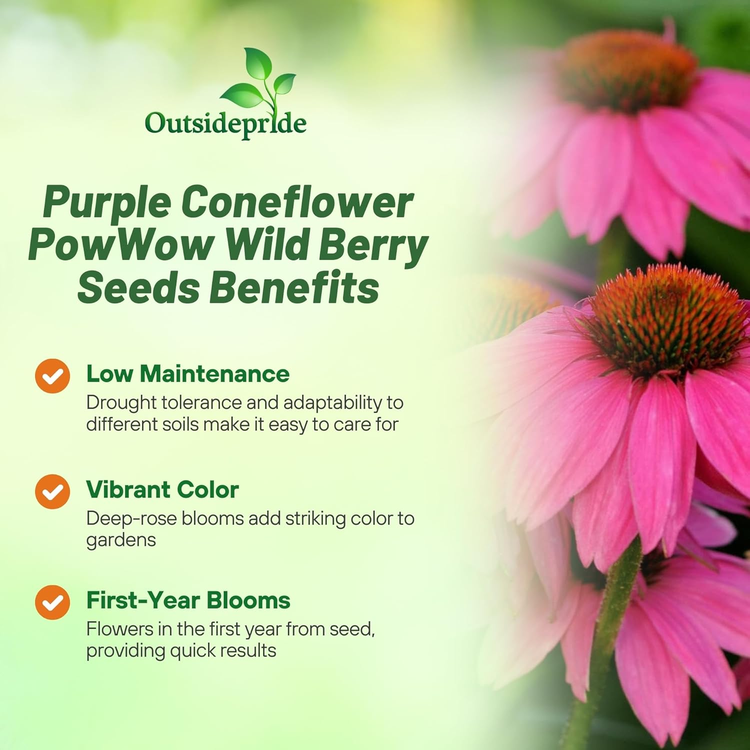 Echinacea Purpurea PowWow Planting Directions