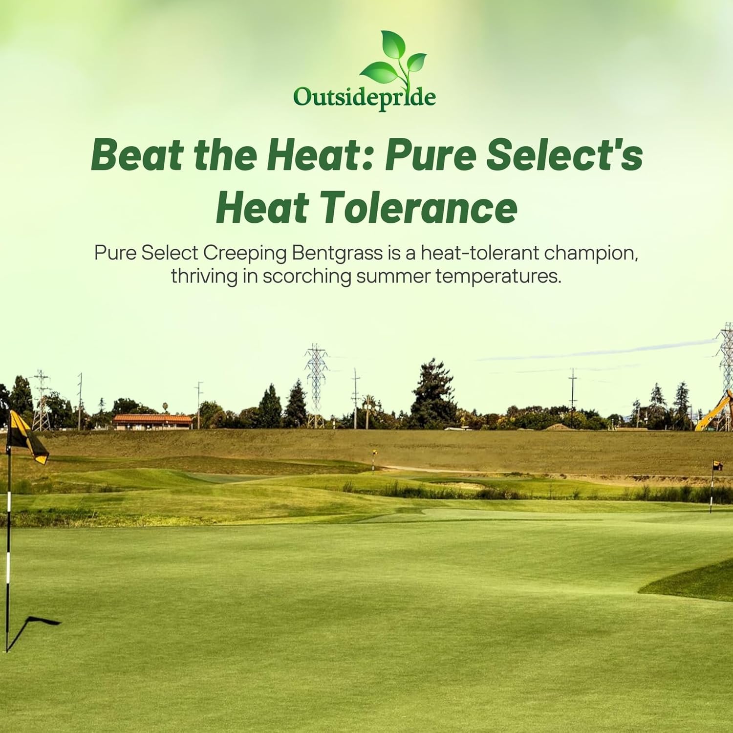 Pure Select Golf Green Seed