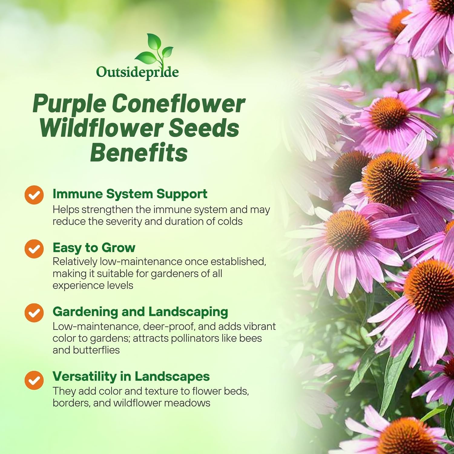 Purple Coneflower Wildflower Planting Directions