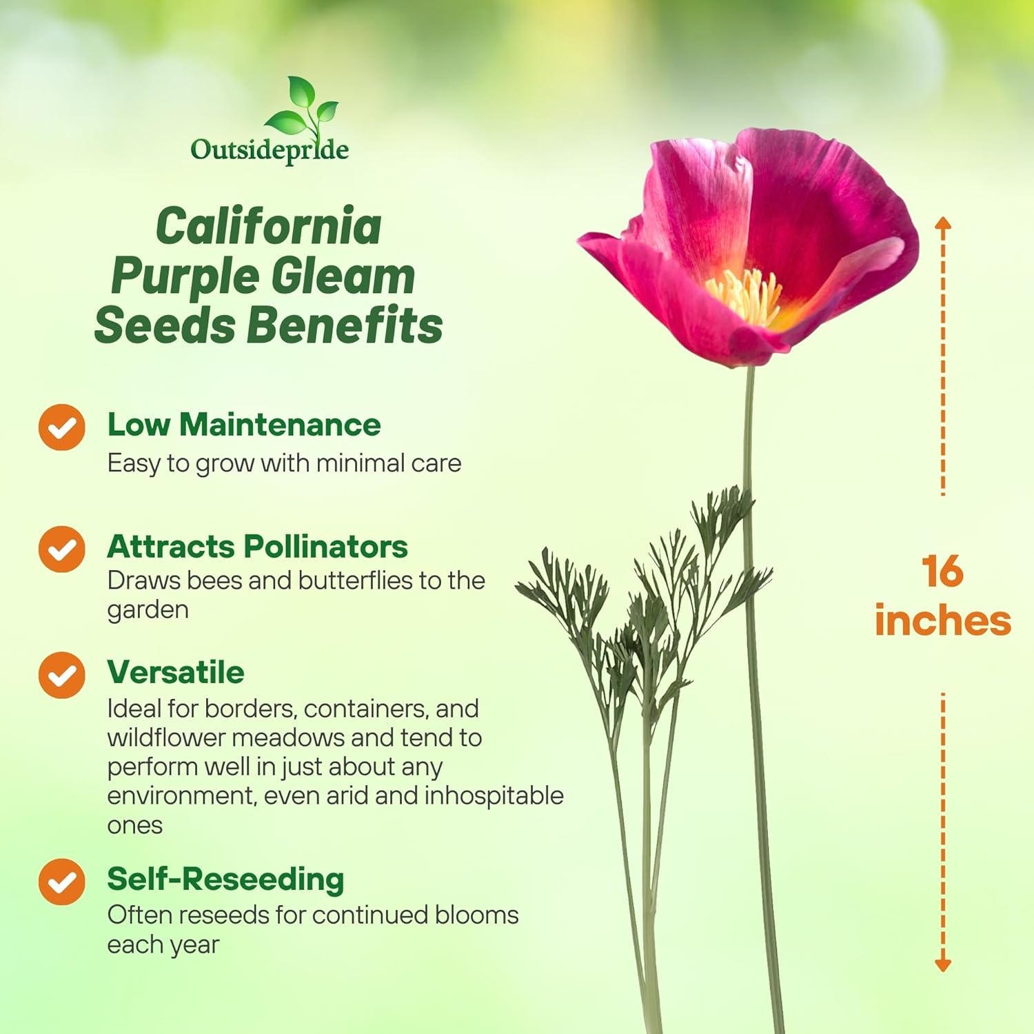 California Poppies Purple Gleam Planting Directions