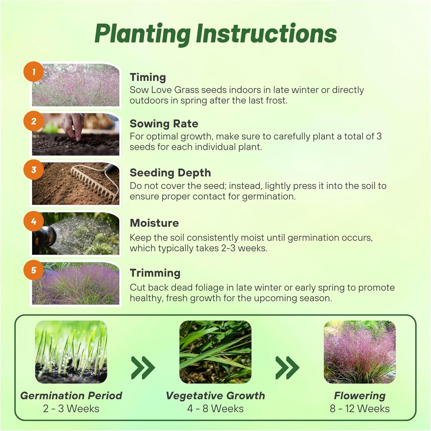 Purple Love Grass Planting Directions