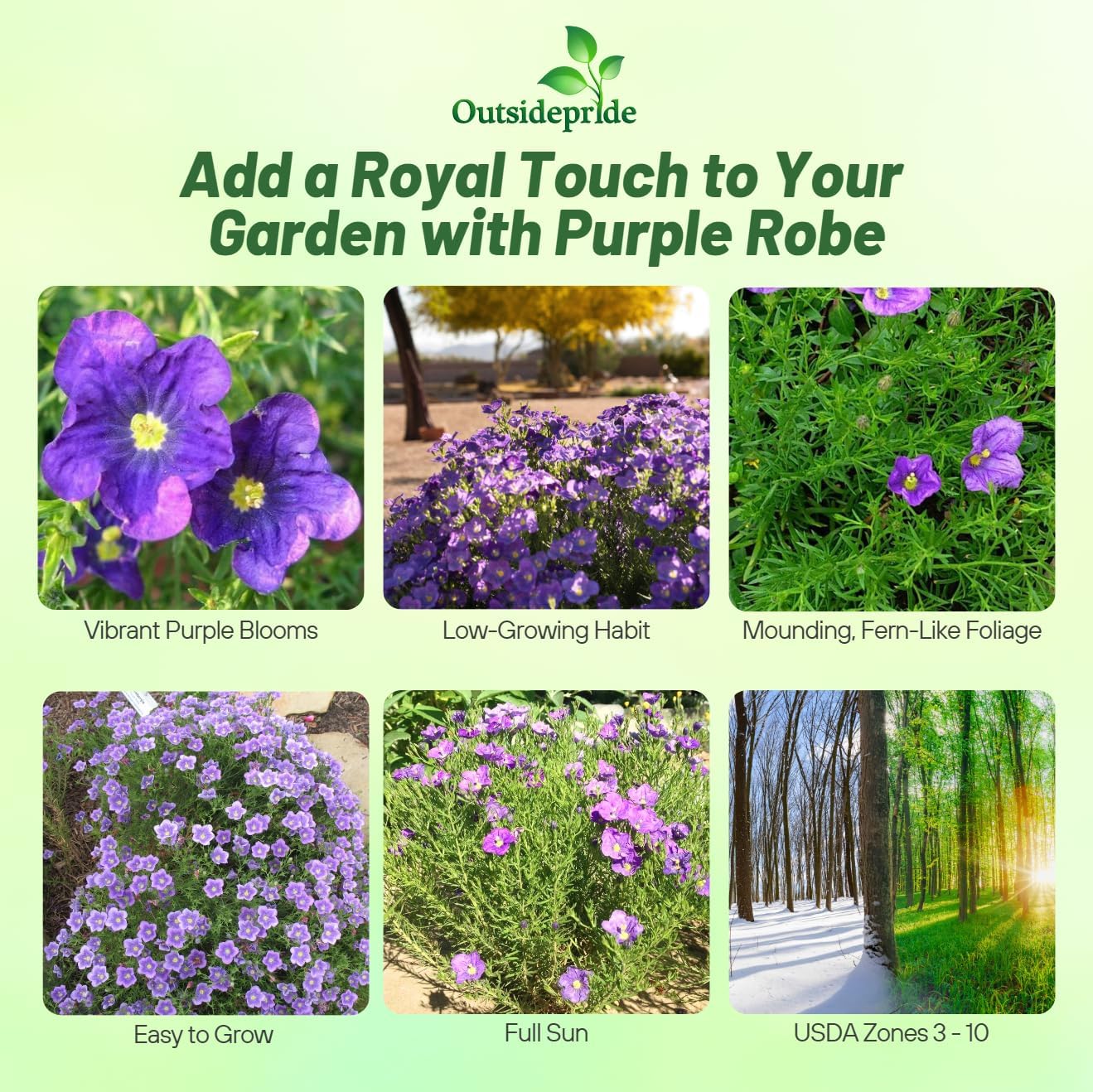 Nierembergia Purple Robe Planting Directions