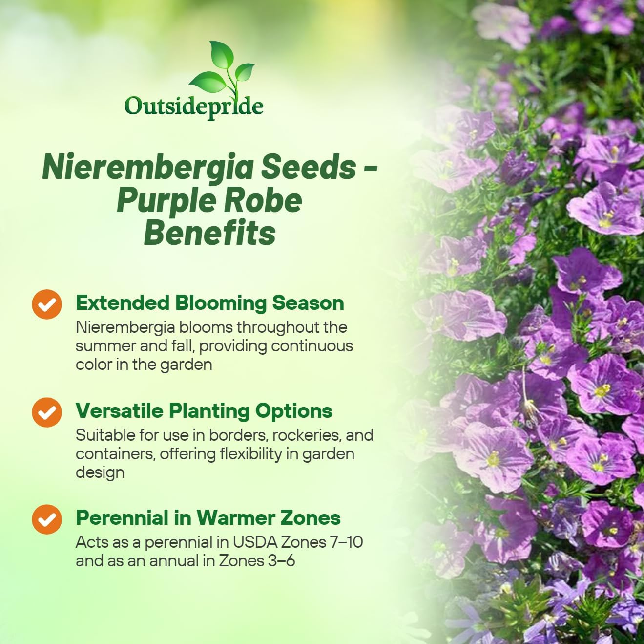 Nierembergia Purple Robe Flowers