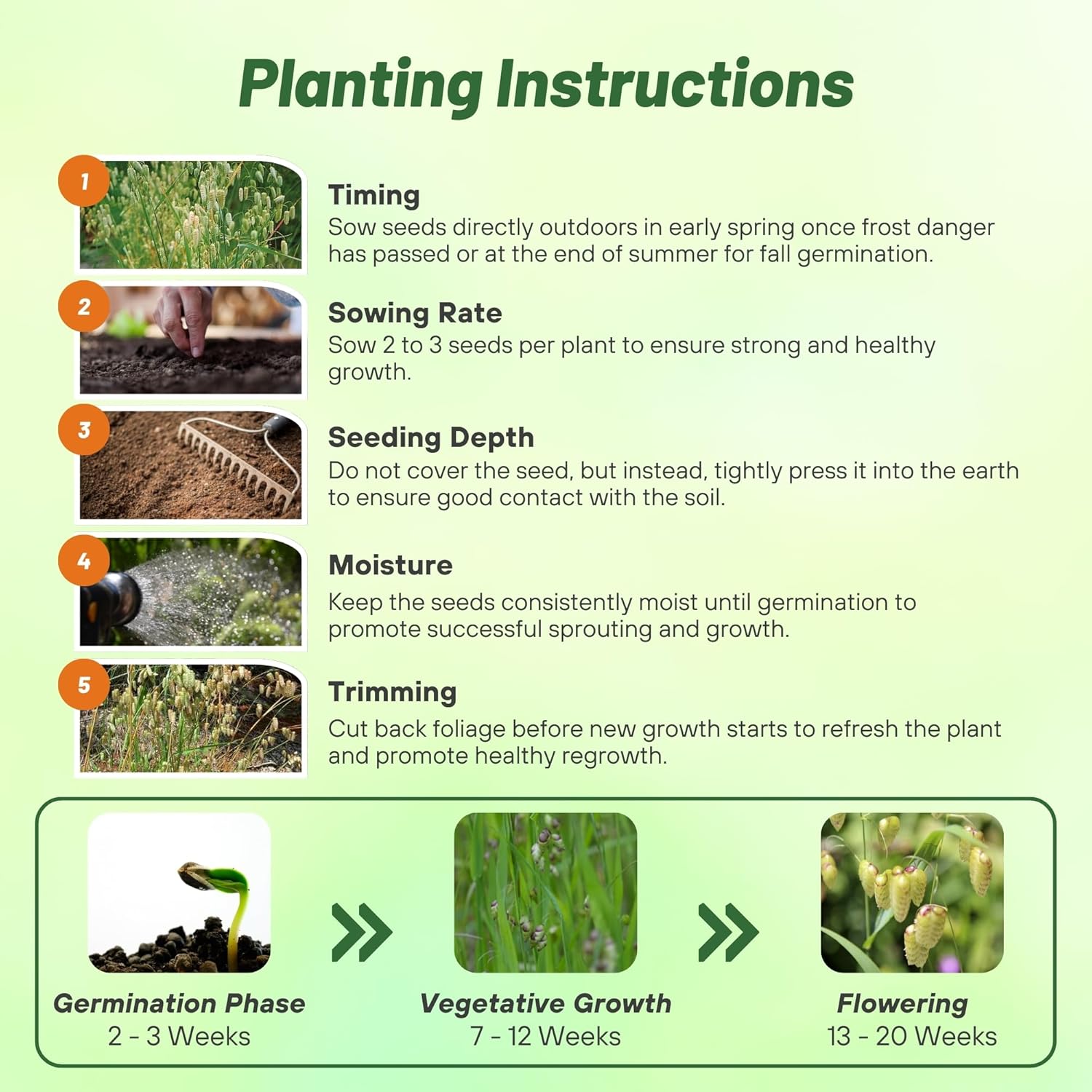 Quaking Grass Planting Directions