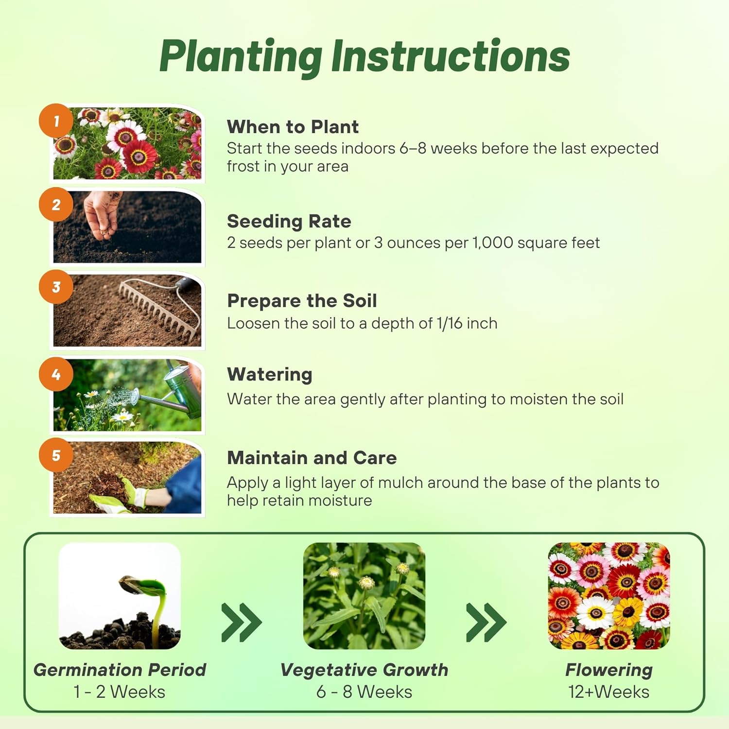 Chyrsanthemum Rainbow Planting Directions