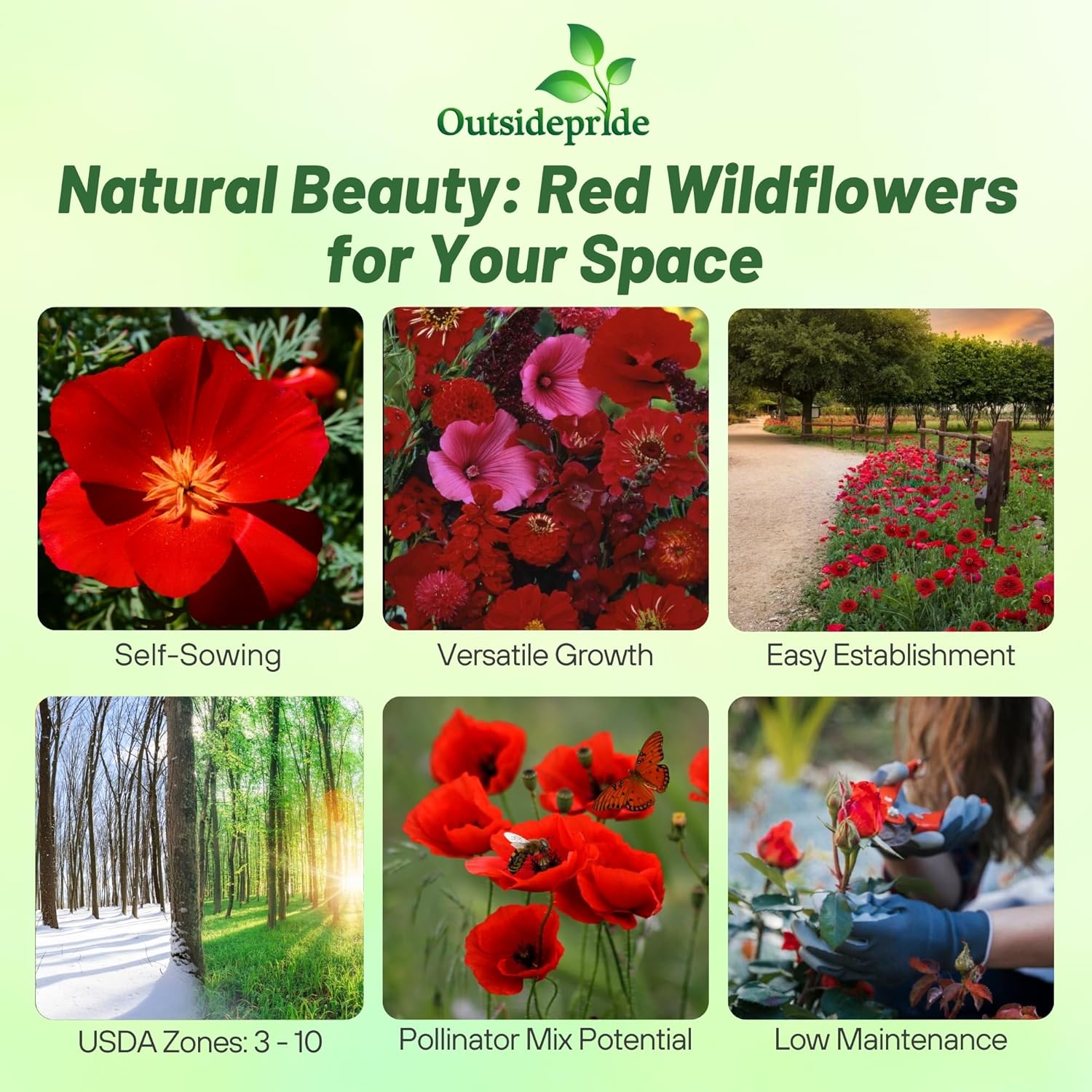 Red Wildflower Planting Directions