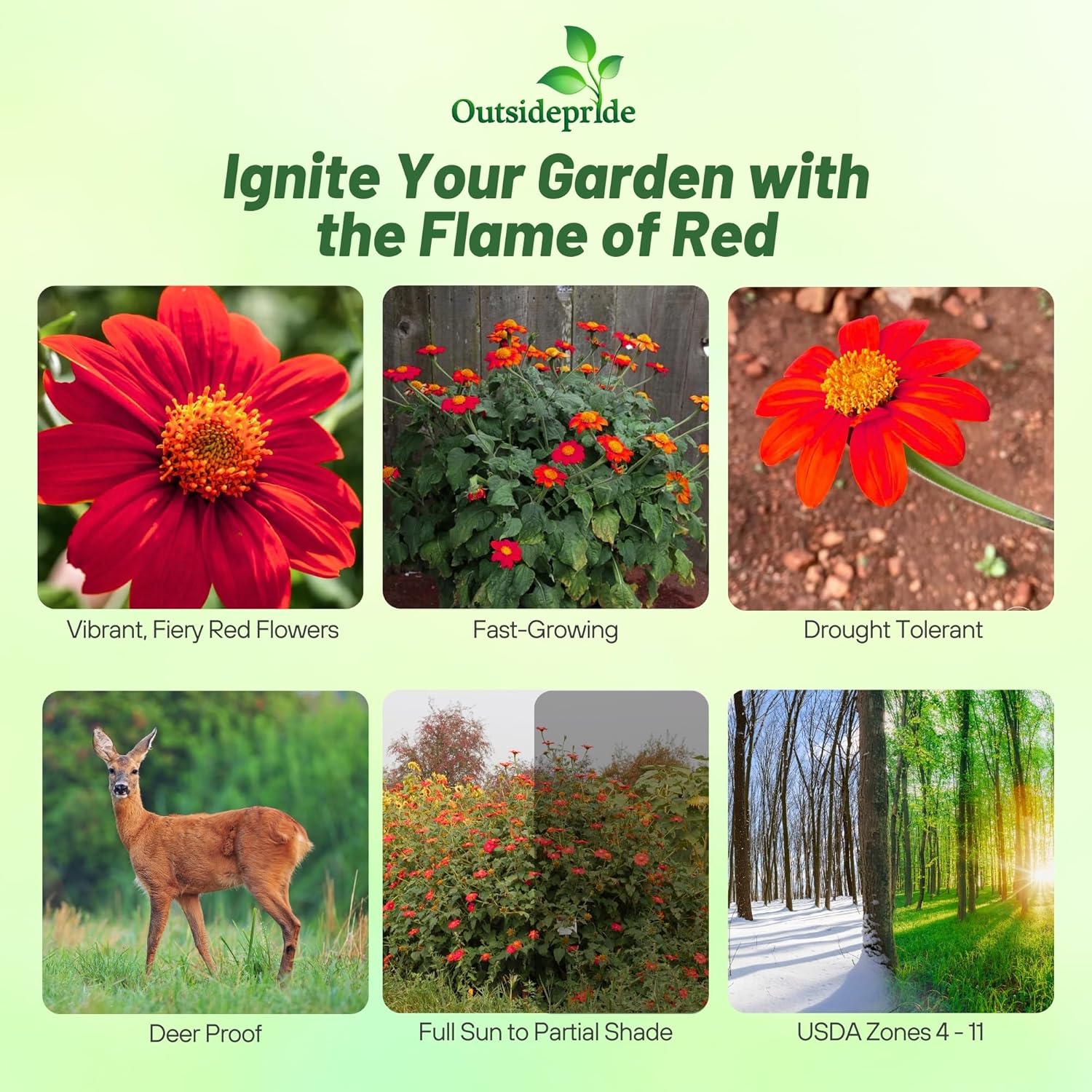 Mexican Sunflower Torch Planting Directions