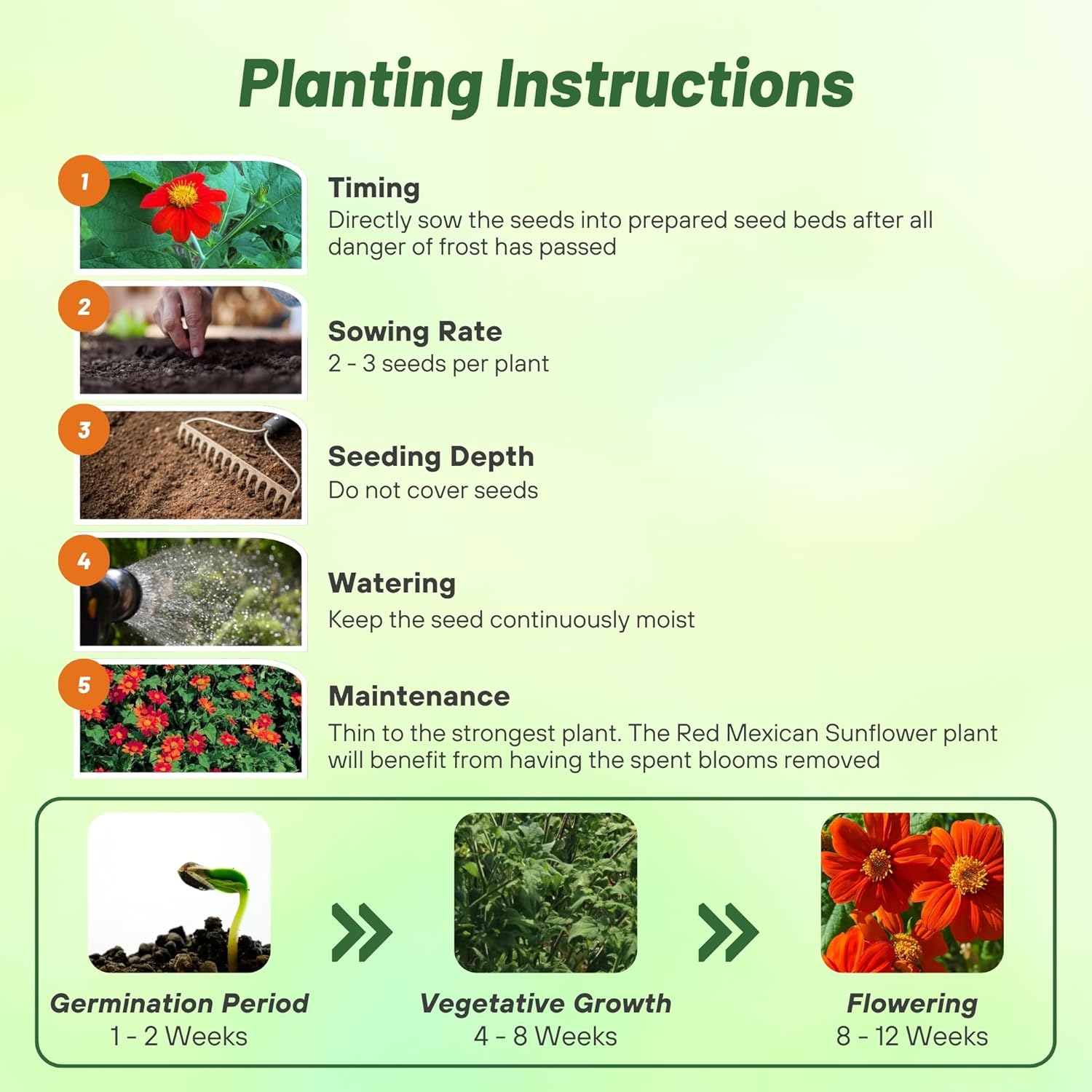 Tithonia Sunflower Torch AAS Winner