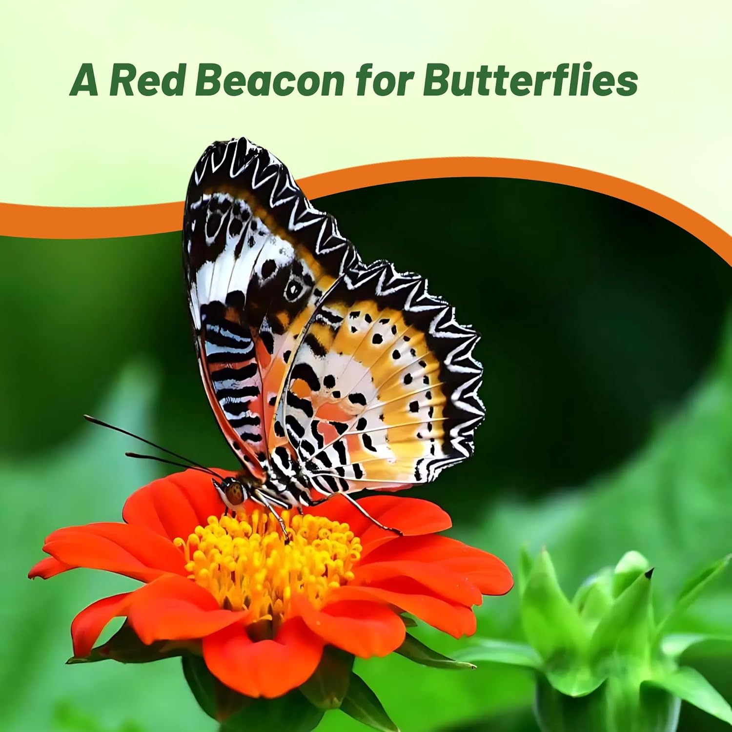 Mexican Sunflower Red Torch Flowers