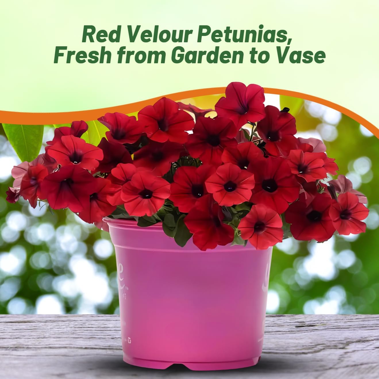 Tidal Wave Red Velour Spreading Petunias