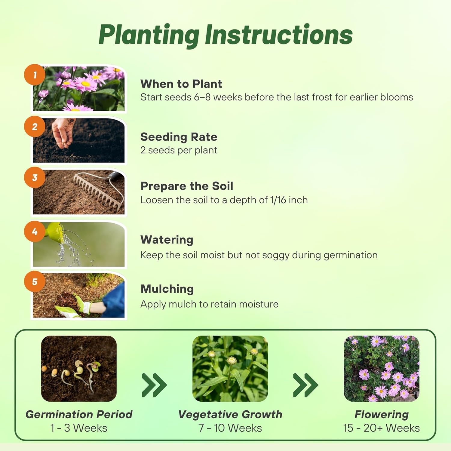 Tanacetum Robinson Rose Planting Directions