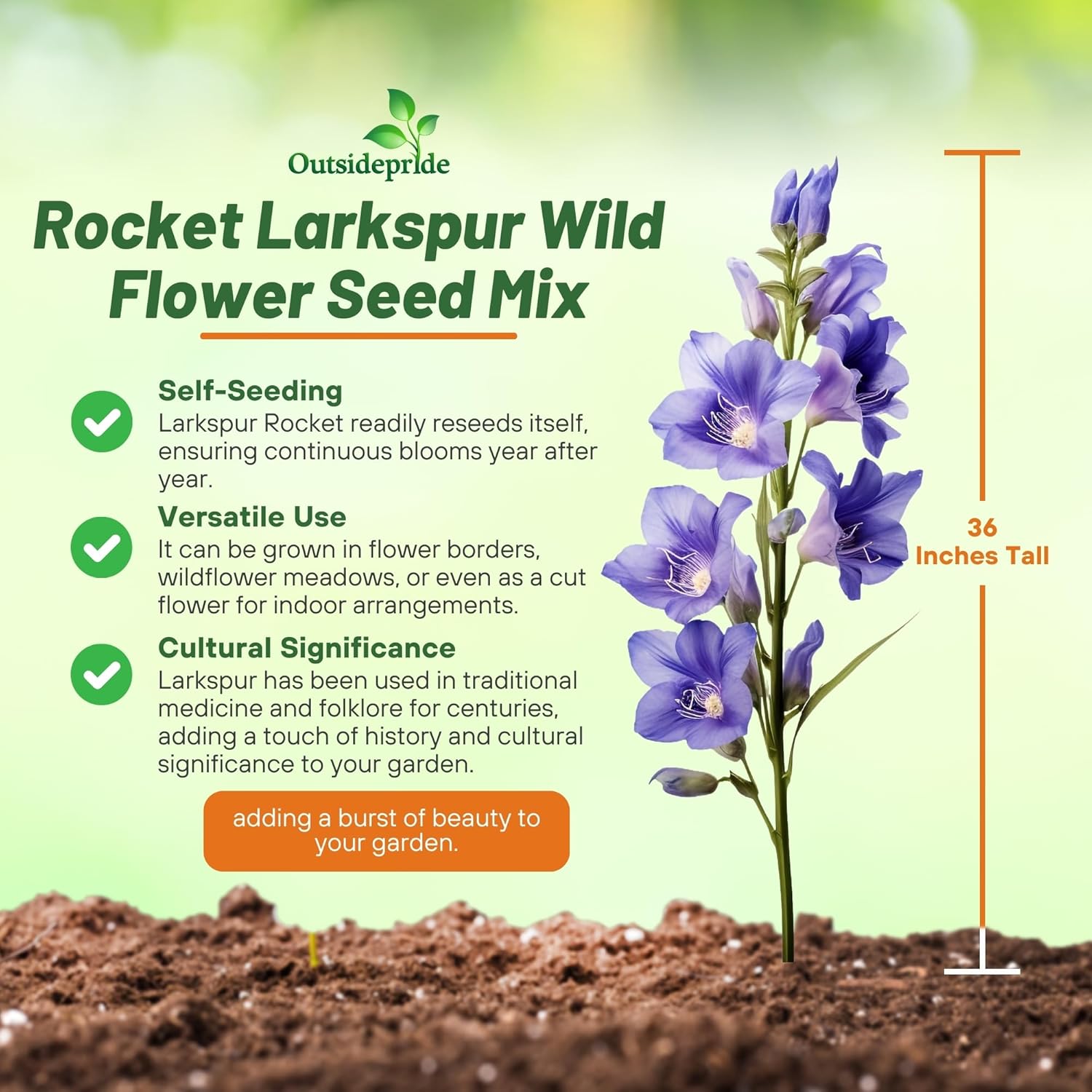 Rocket Larkspur Wildflowers Planting Directions