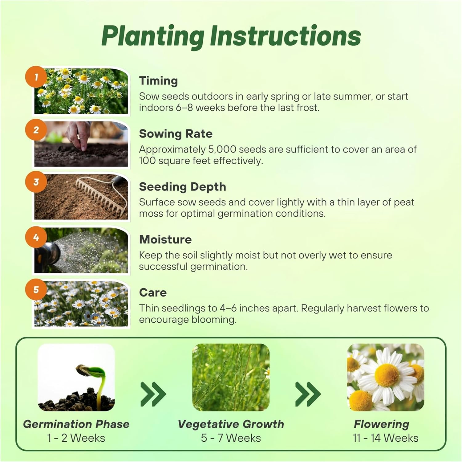 Roman Chamomile Planting Diretions