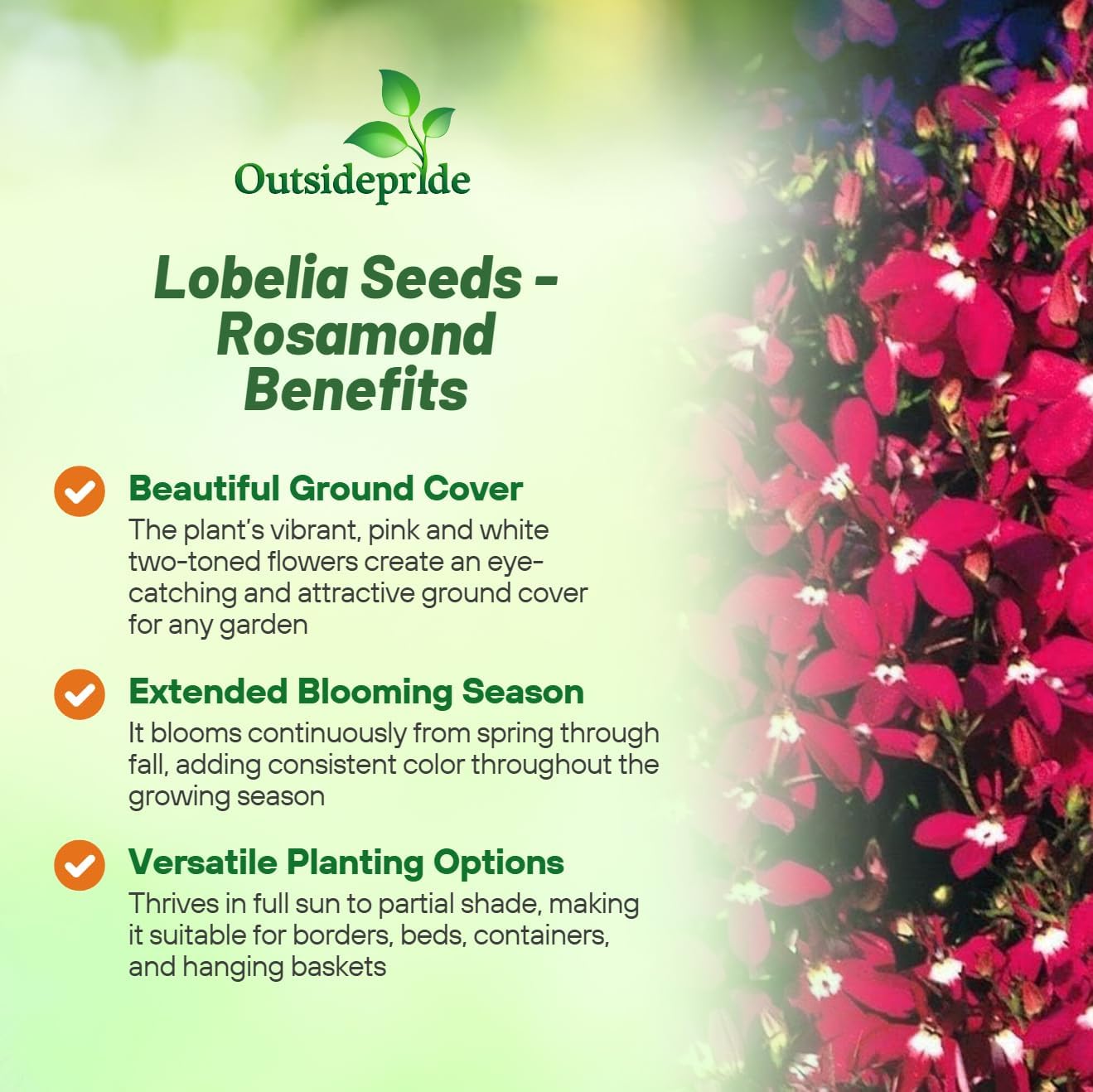 Lobelia Rosamond Groundcover Plants