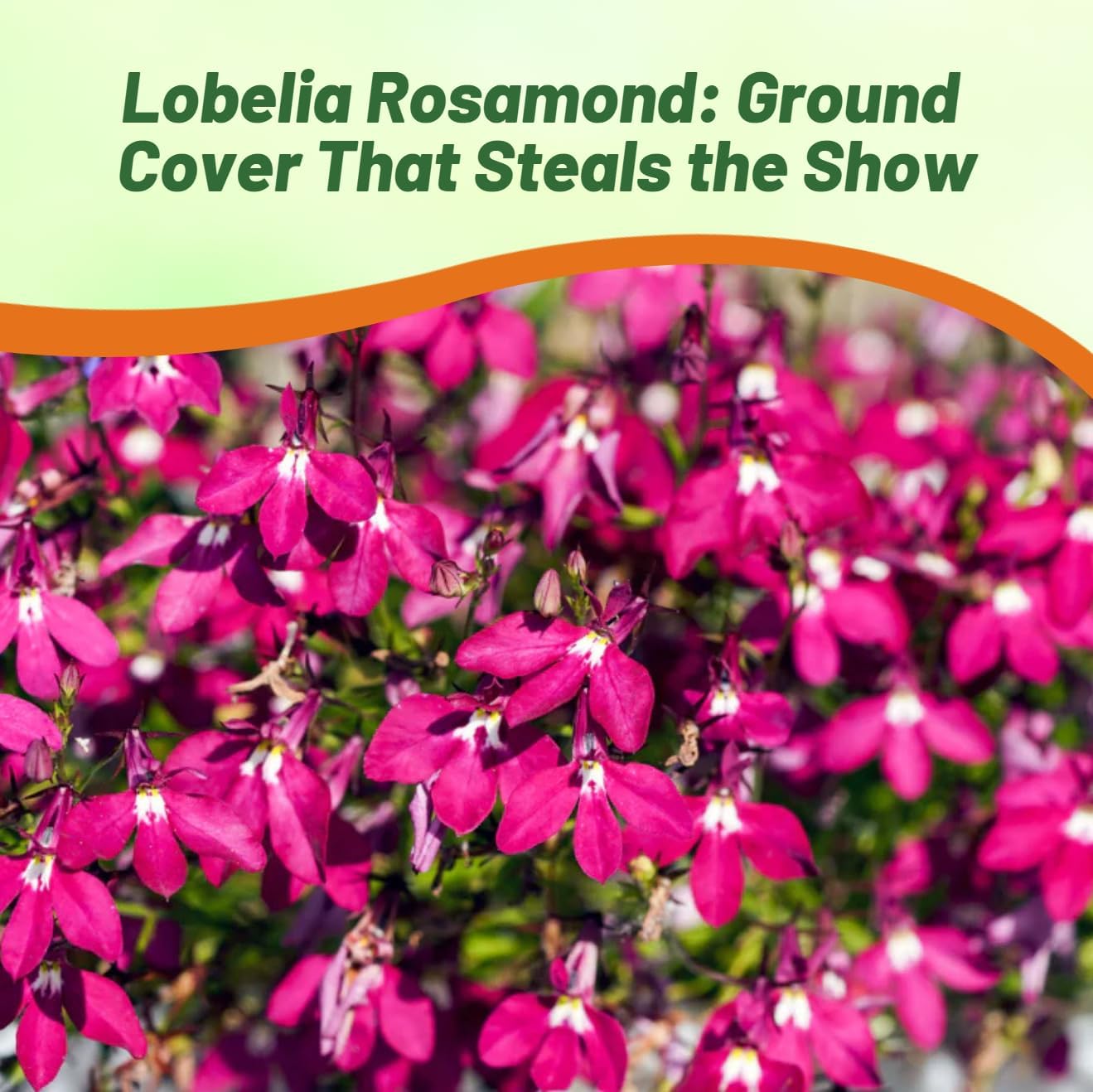 Lobelia Rosamond Ground Cover