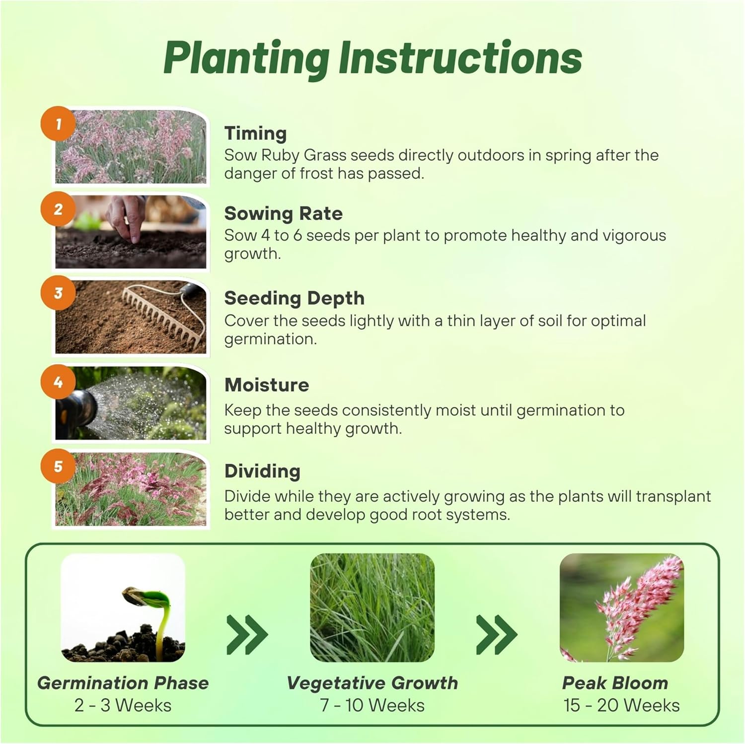 Ruby Grass Planting Directions