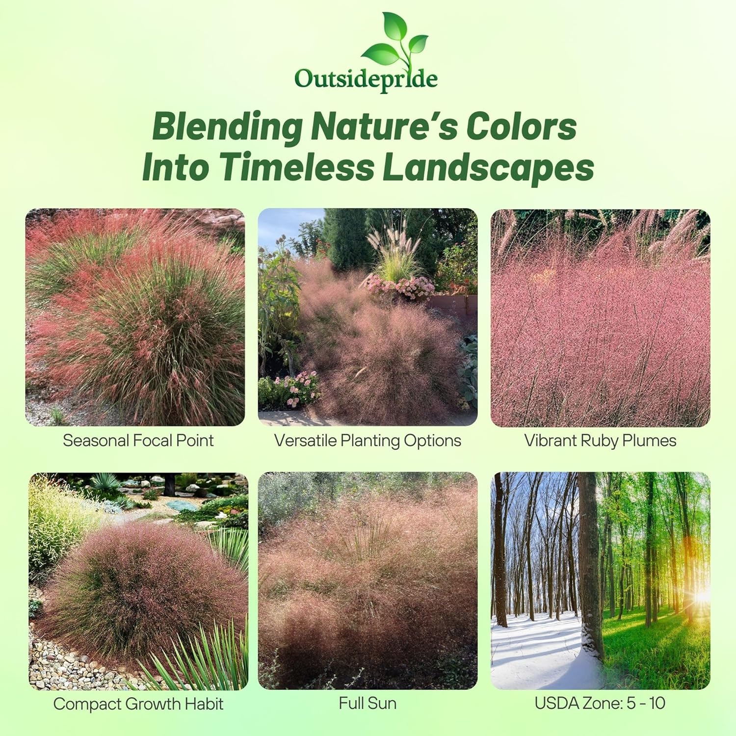 Muhlenbergia reverchonii Ruby Muhly