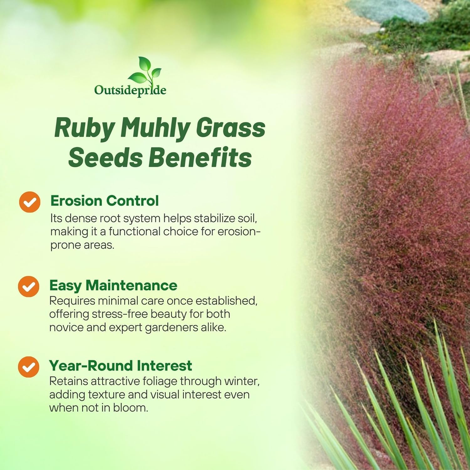 Ruby Muhly Grass Seed