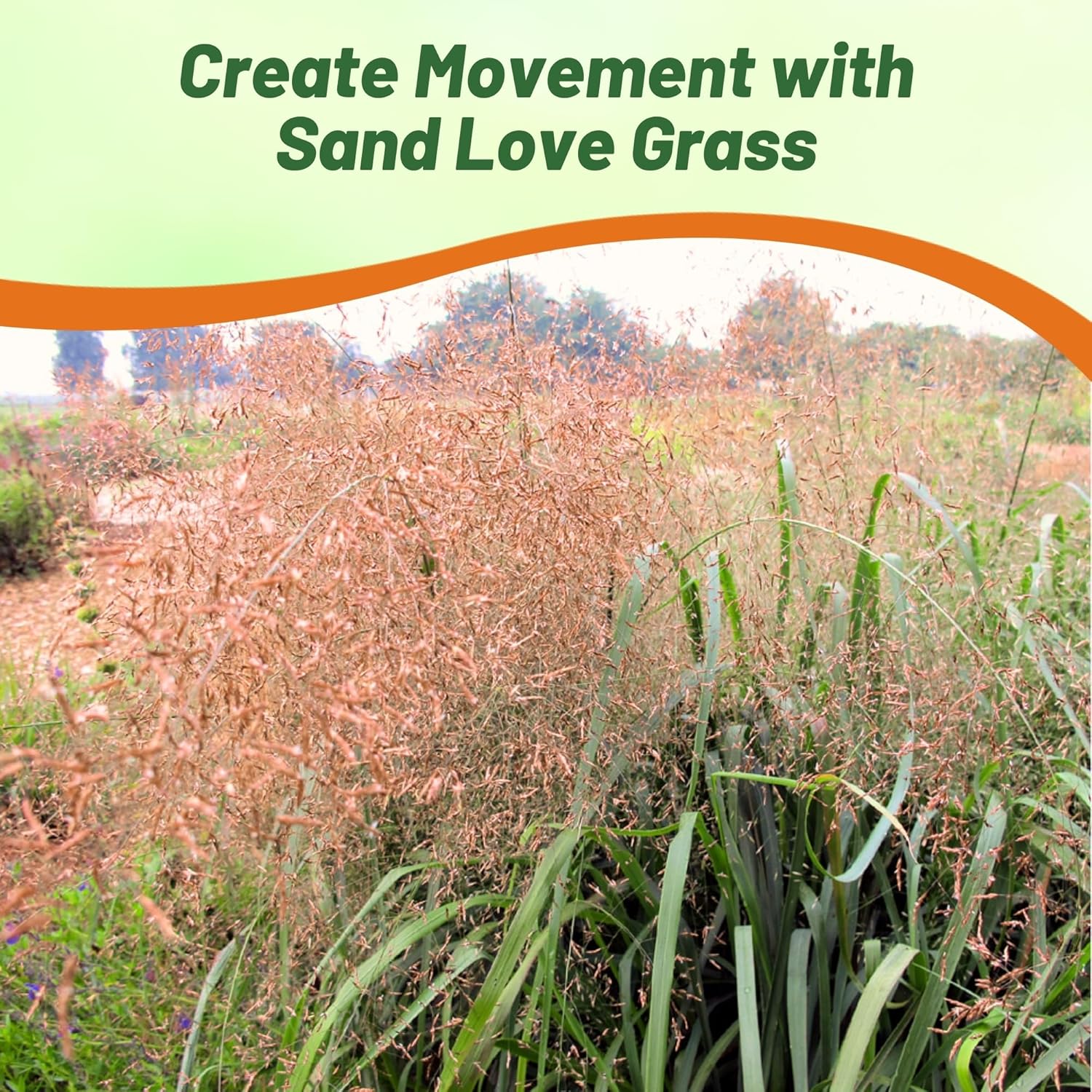 Love Grass Sand Landscaping Grass