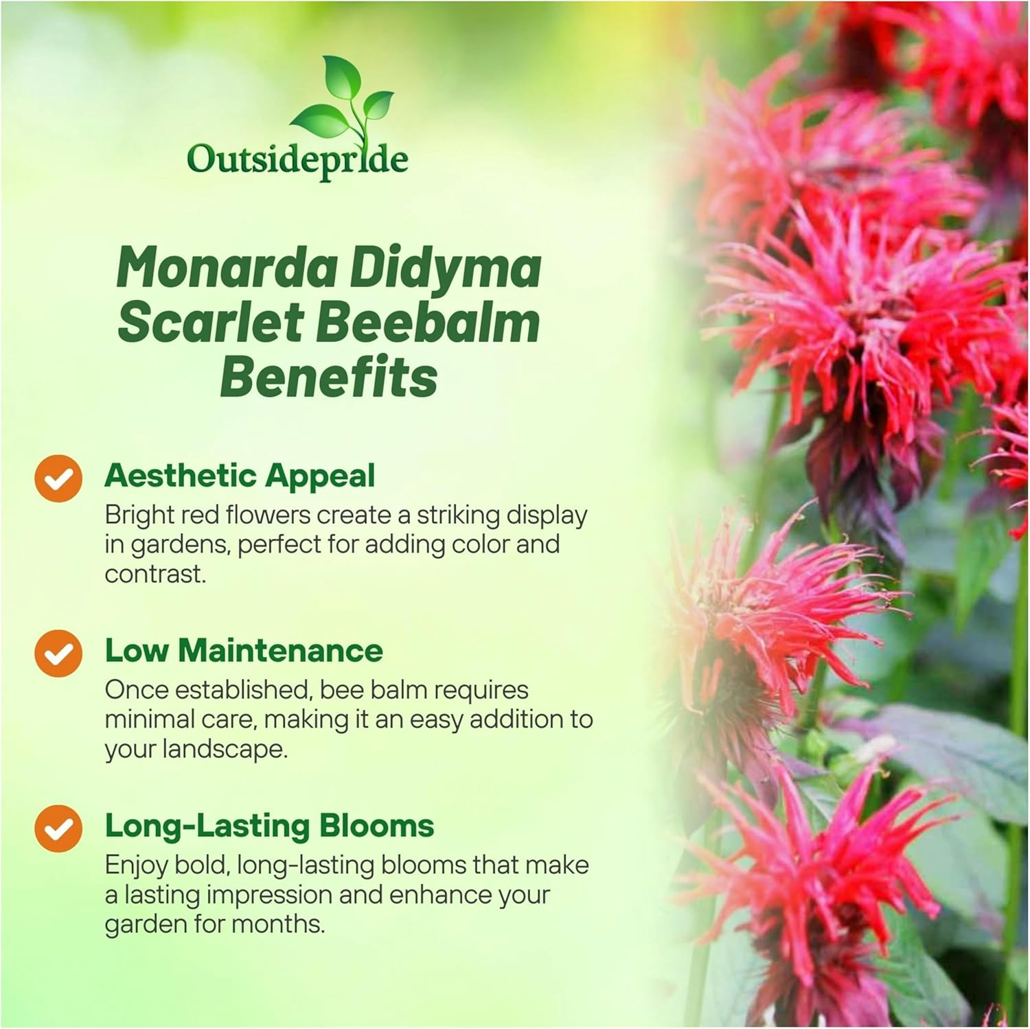 Monarda Scarlet Bee Balm Seed