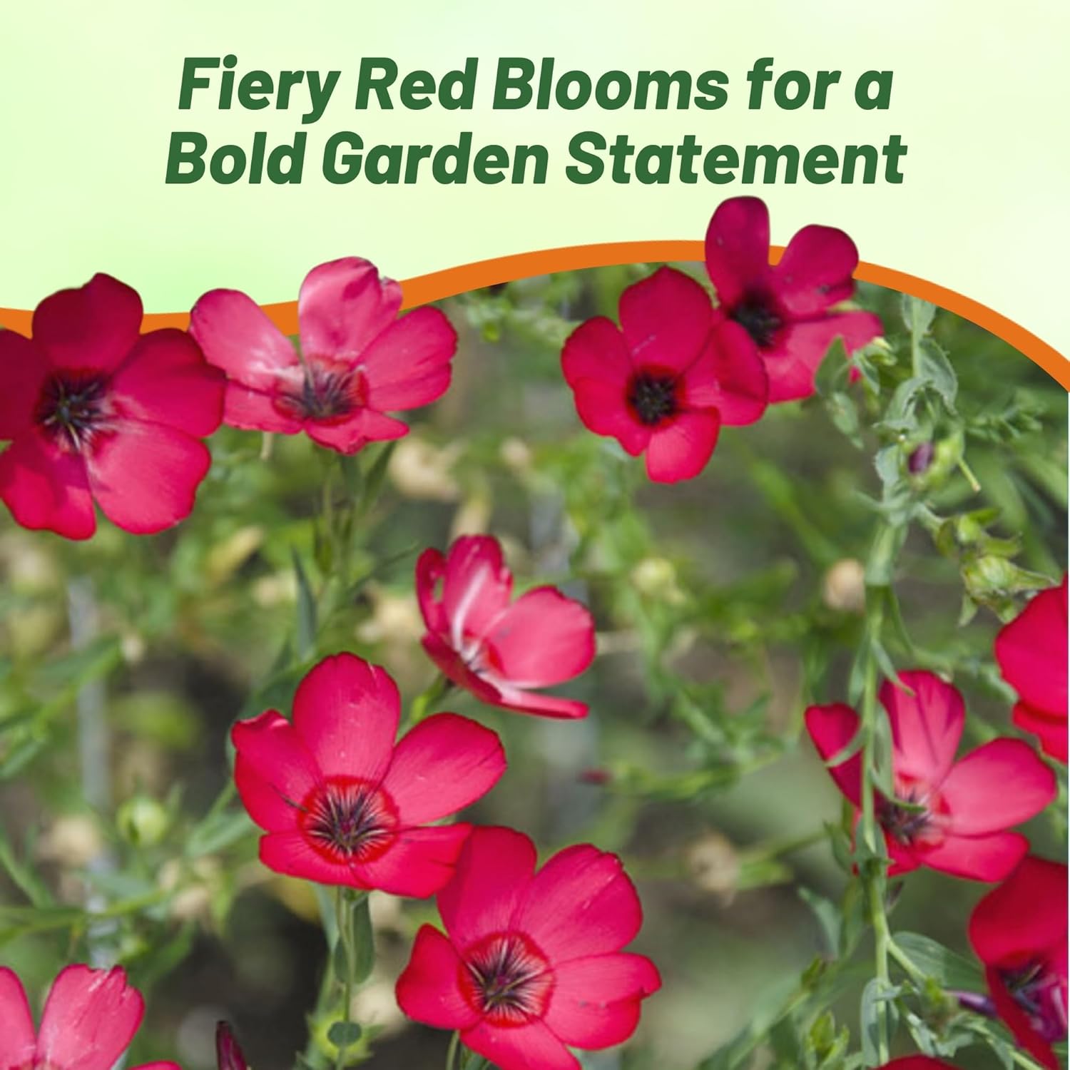 Annual Scarlet Flax Flower Seeds