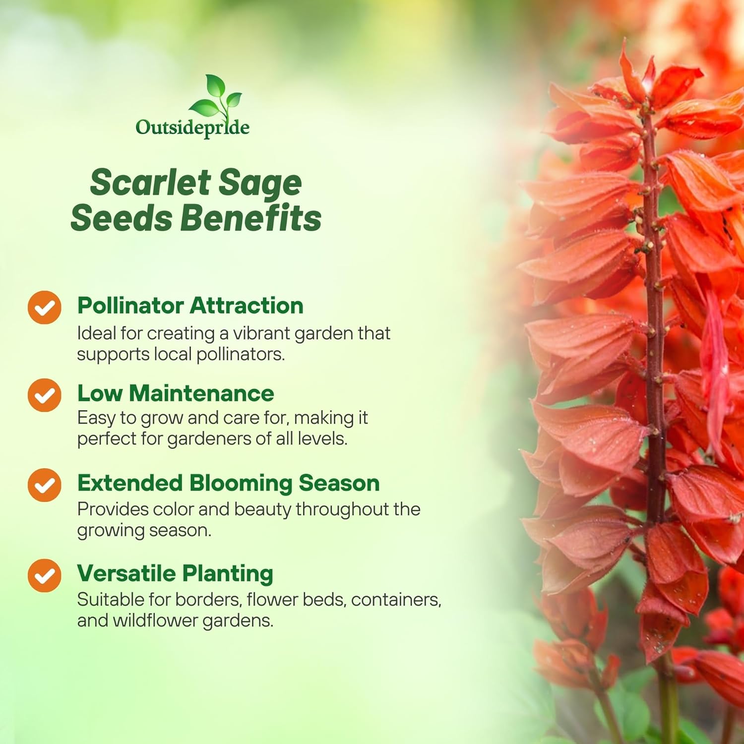 Scarlet Sage Flower Seeds