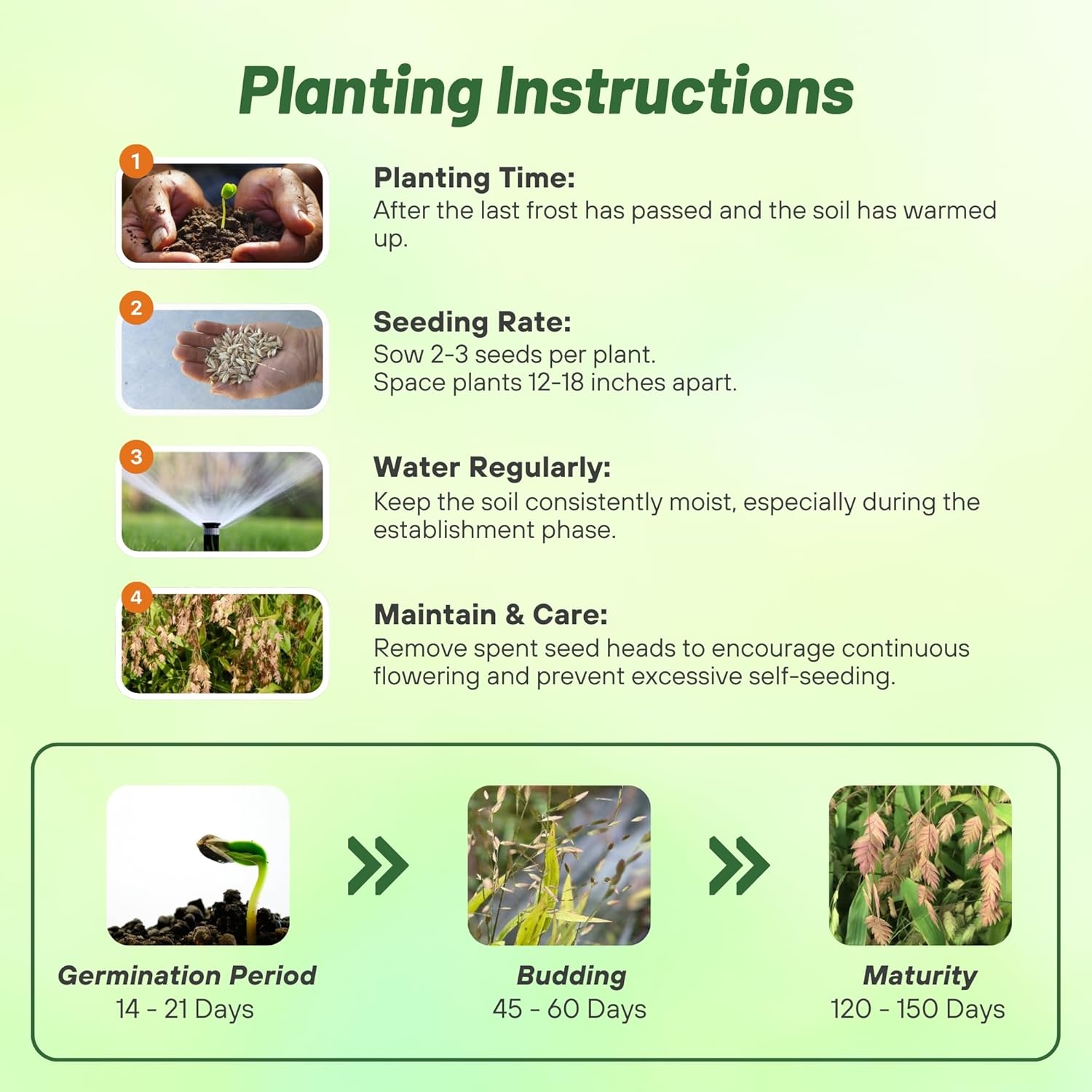 Northern Sea Oats Planting Directions