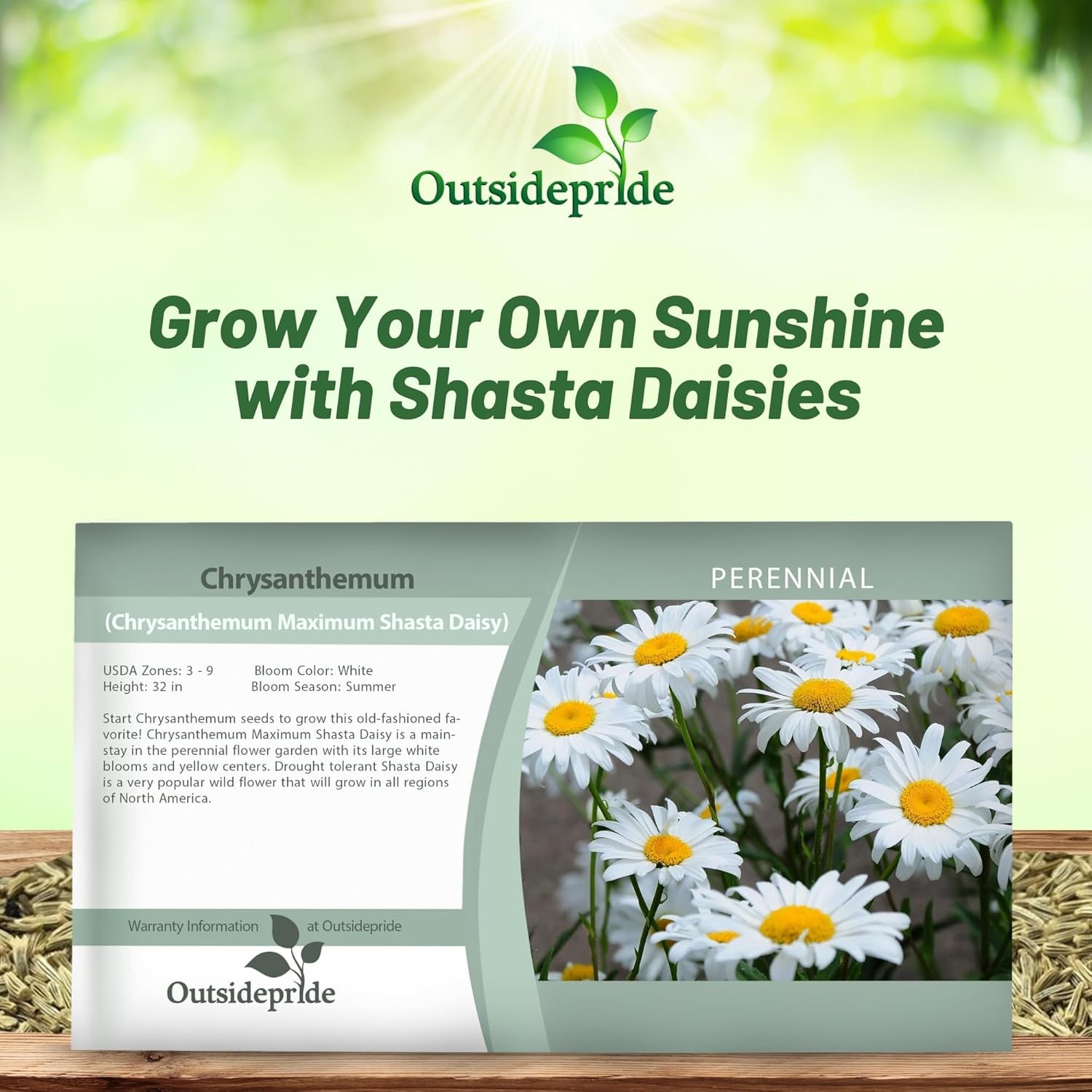 Chrysanthemum Maximum Shasta Daisy Seed Packet