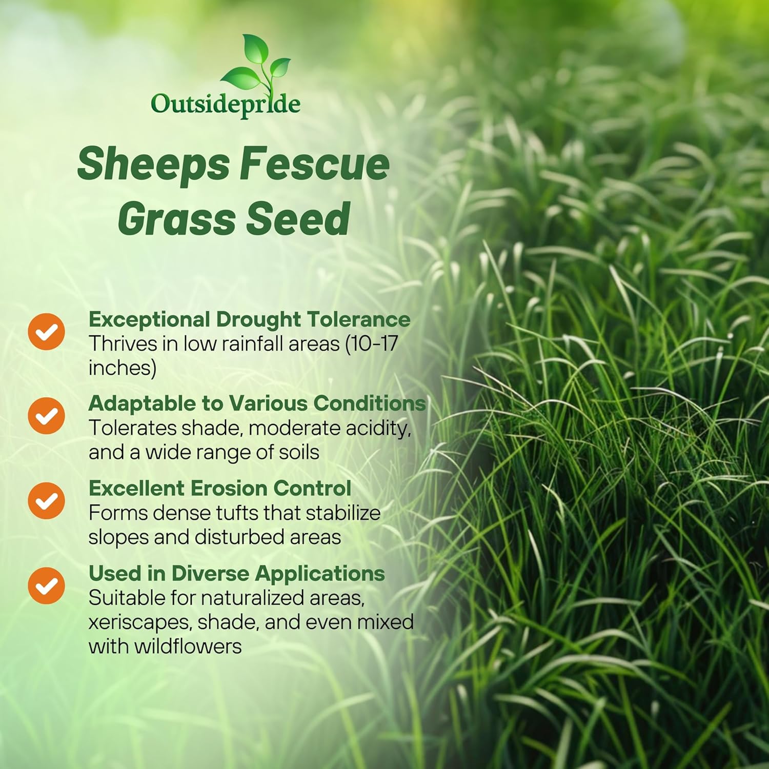 Sheep's Fescue Lawn