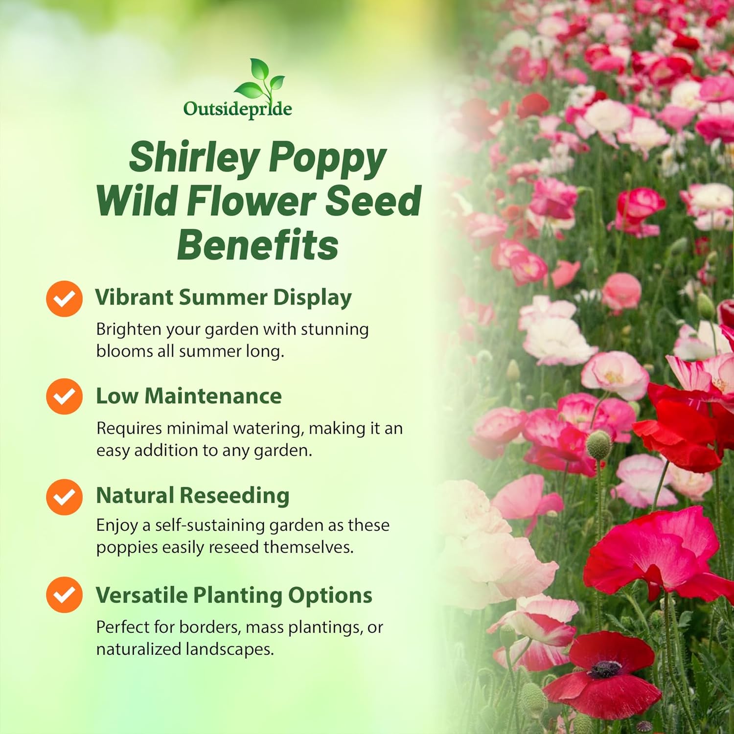 Shirley Poppy Planting Directions