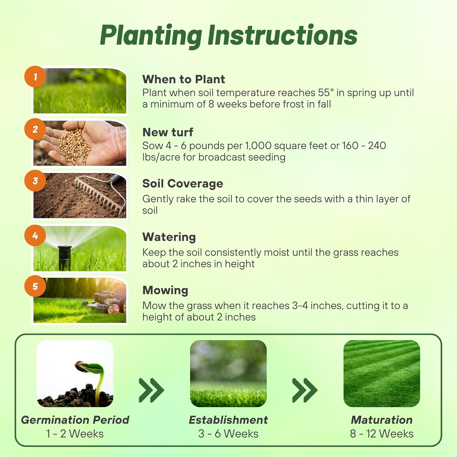 Showtime Planting Directions