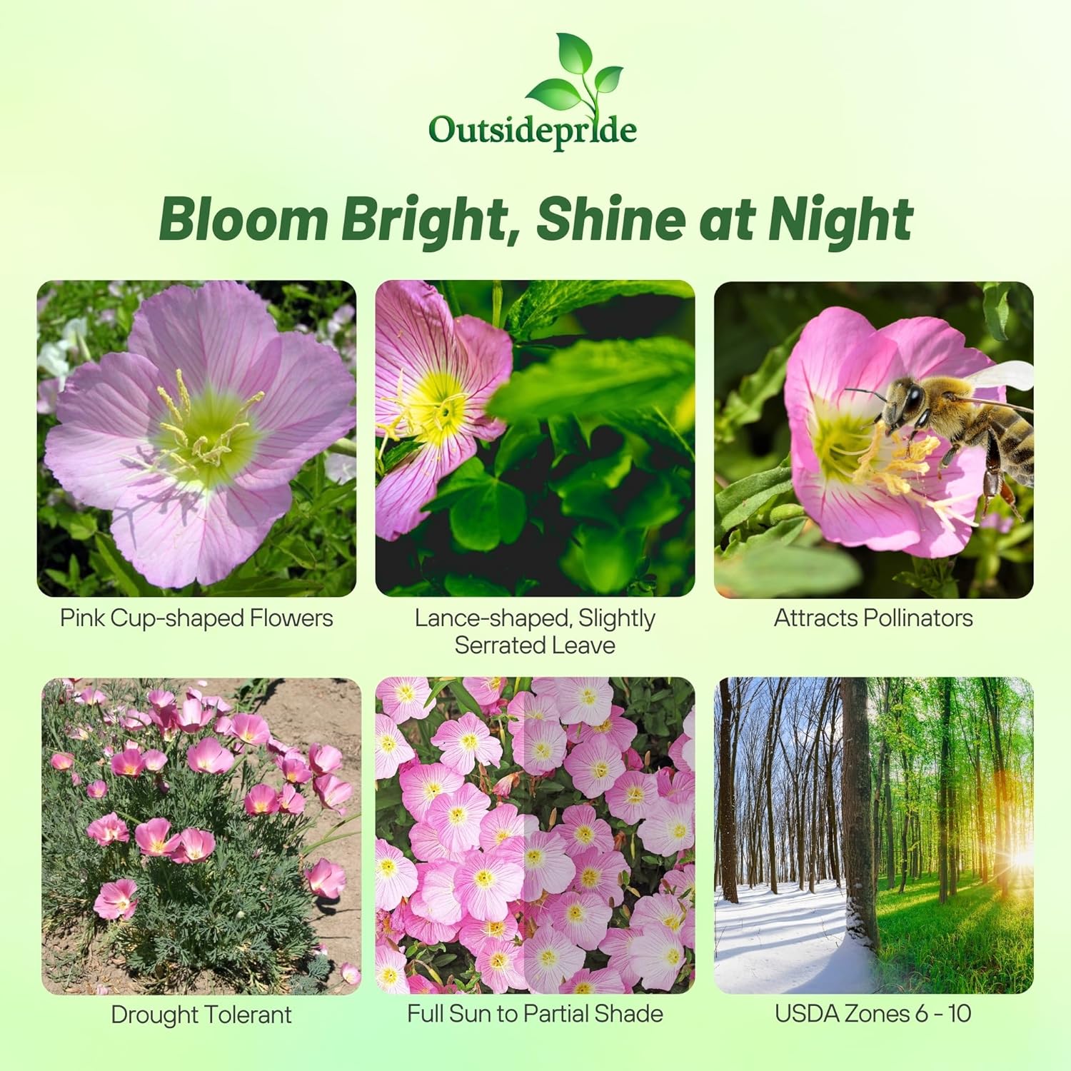 Showy Evening Primrose Garden Flowers